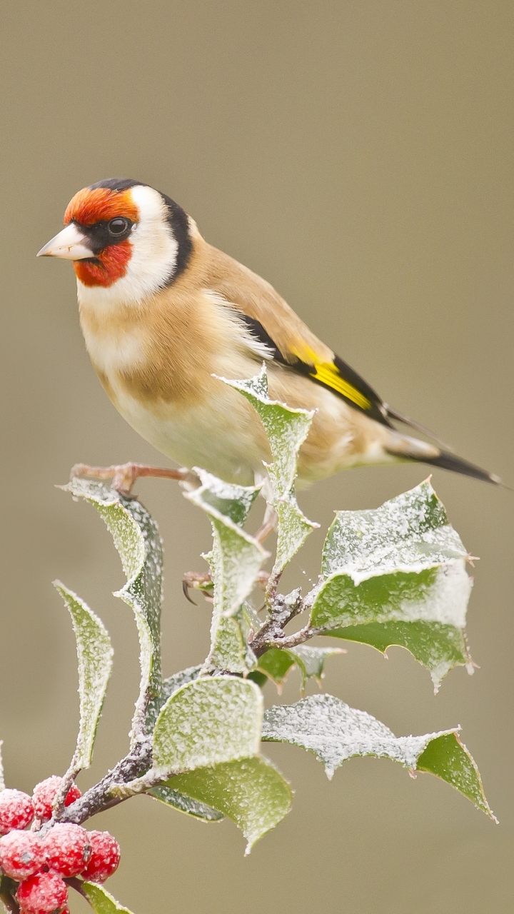 Download mobile wallpaper Birds, Animal, Goldfinch for free.
