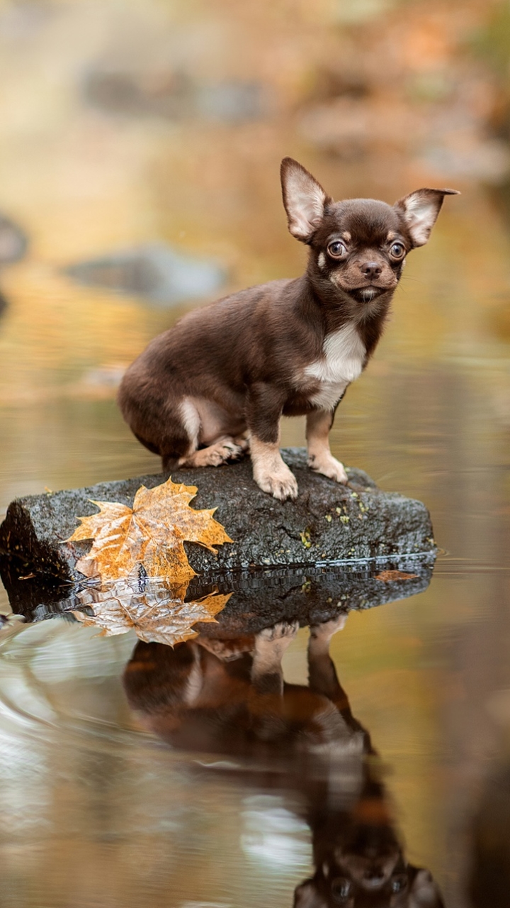 Download mobile wallpaper Dogs, Reflection, Dog, Animal, Chihuahua for free.