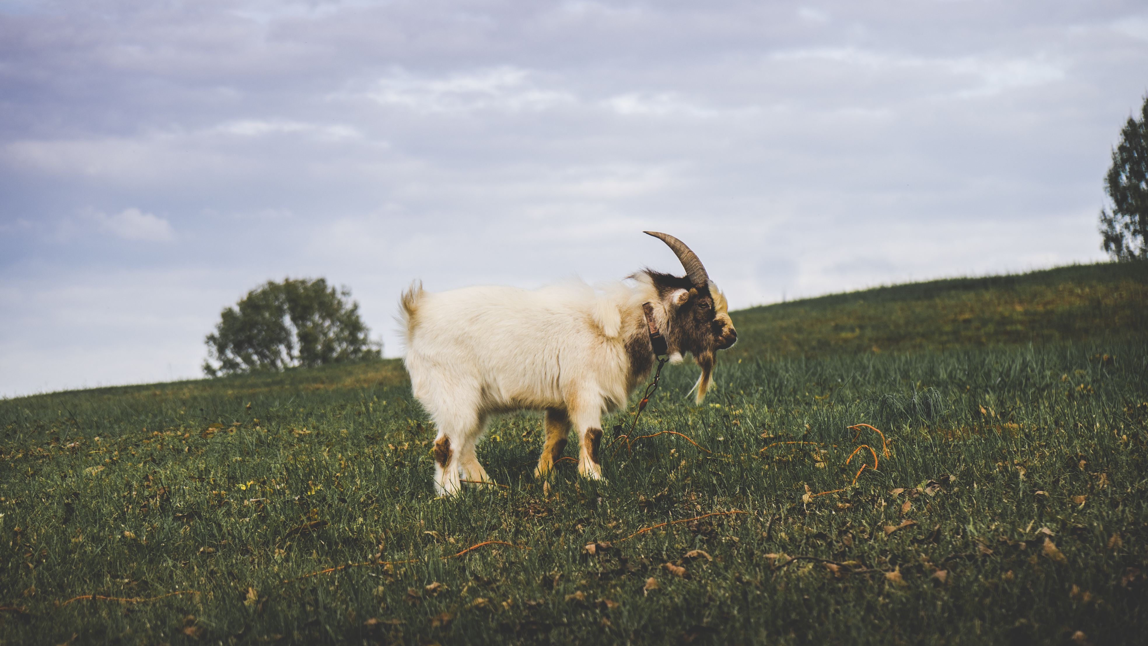 Download mobile wallpaper Field, Grass, Animals, Goat for free.