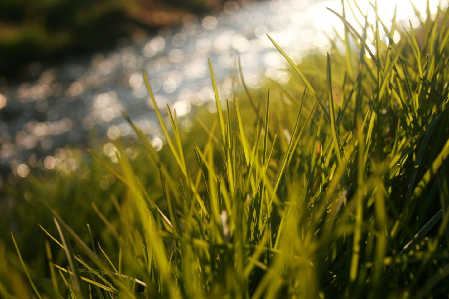 Download mobile wallpaper Nature, Grass, Earth for free.