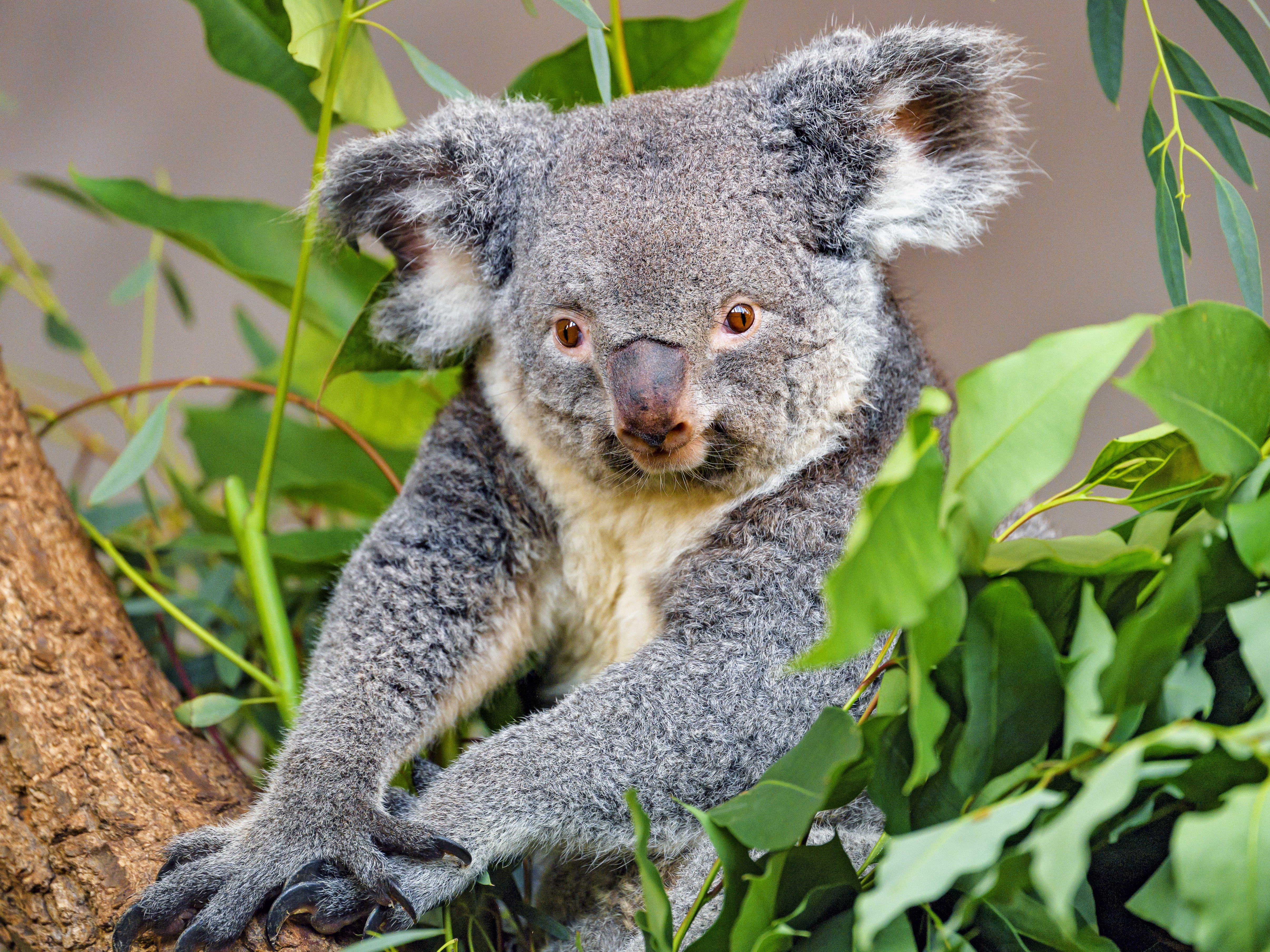 Download mobile wallpaper Animal, Grey, Animals, Koala, Wildlife for free.