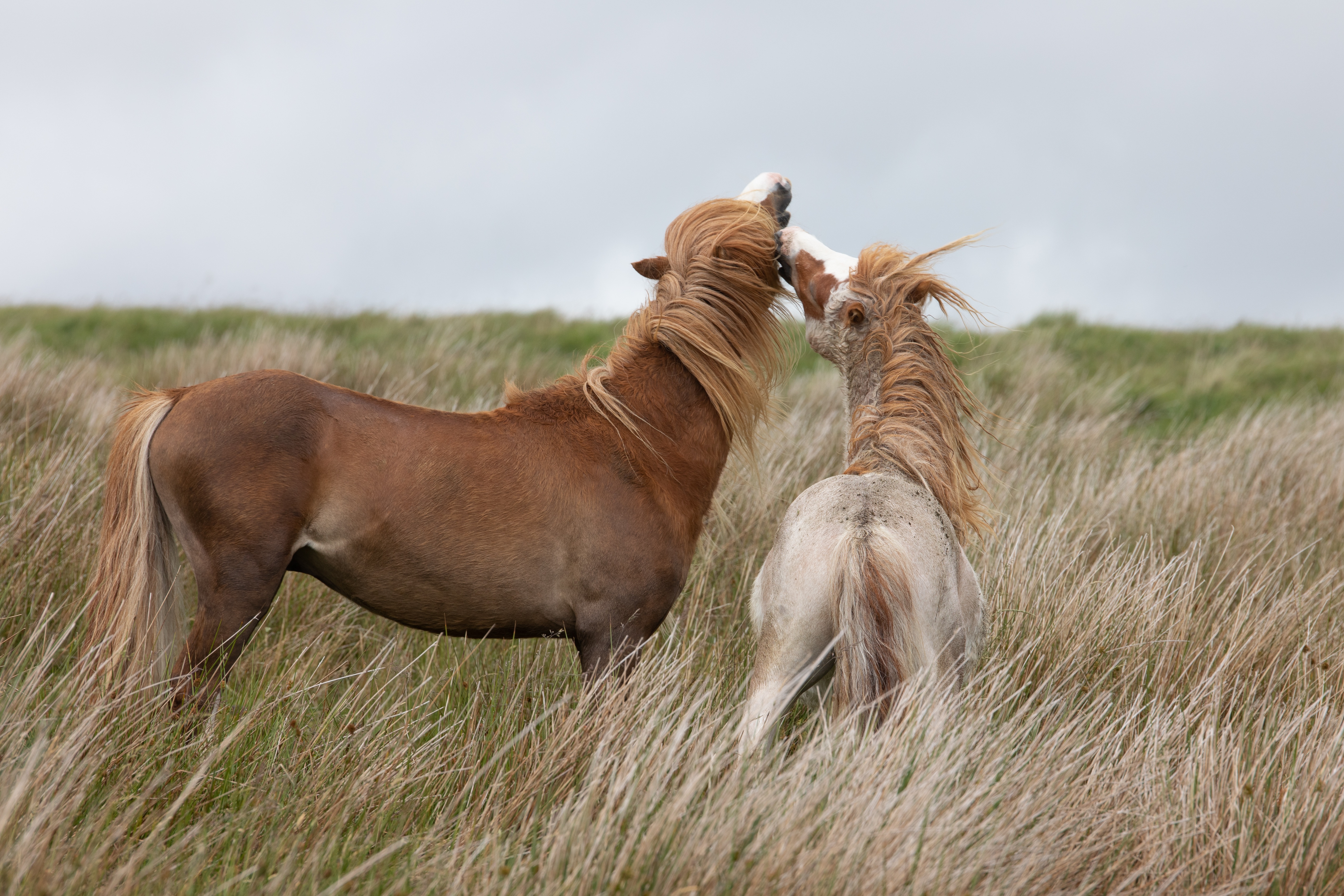 Téléchargez des papiers peints mobile Animaux, Herbe, Cheval gratuitement.