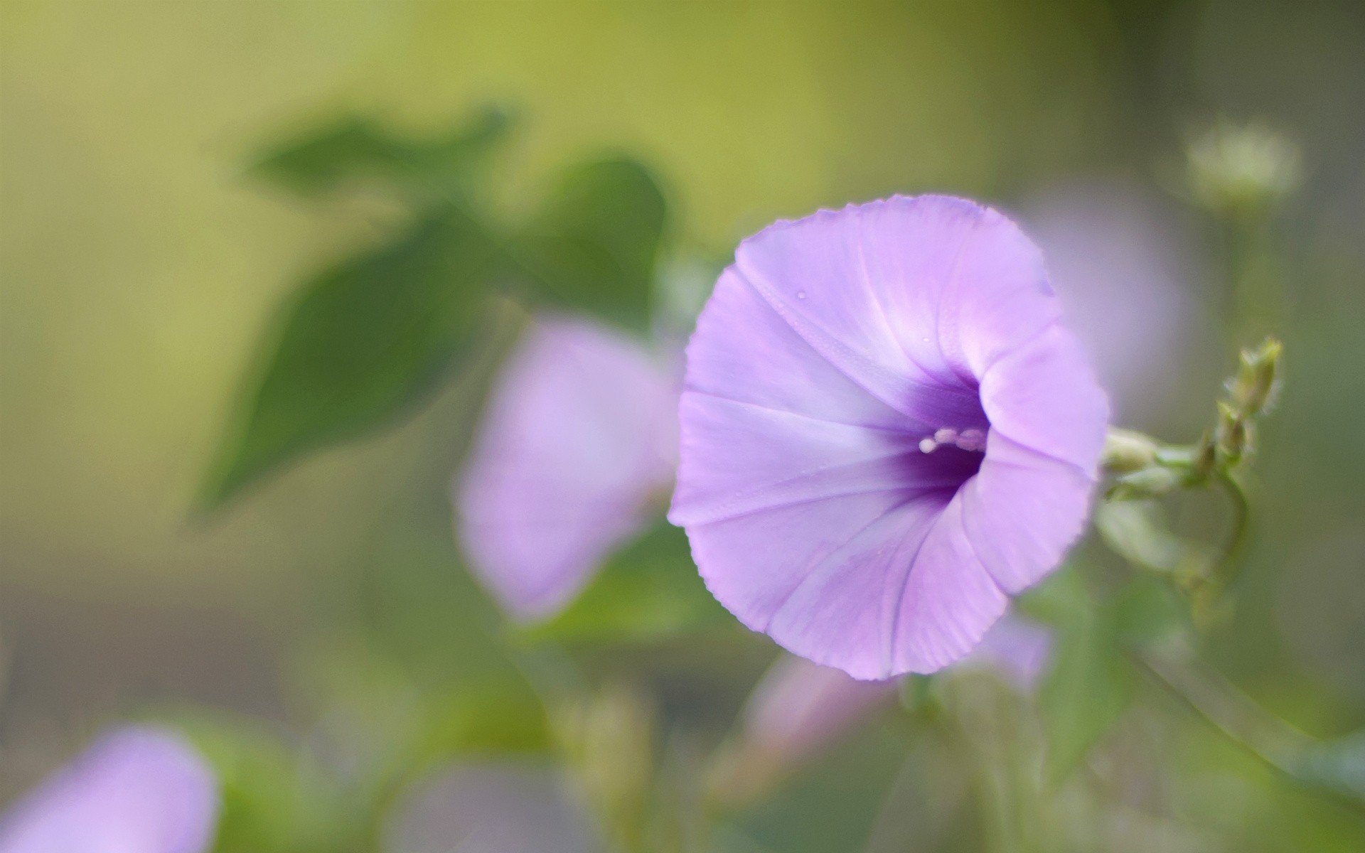 Descarga gratuita de fondo de pantalla para móvil de Flores, Flor, Tierra/naturaleza.