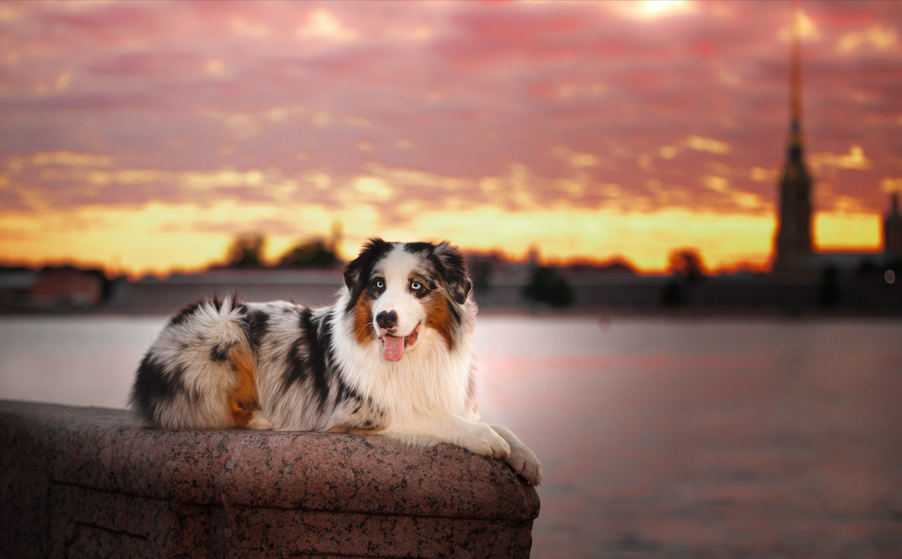 Free download wallpaper Dogs, Dog, Animal, Australian Shepherd, Depth Of Field on your PC desktop