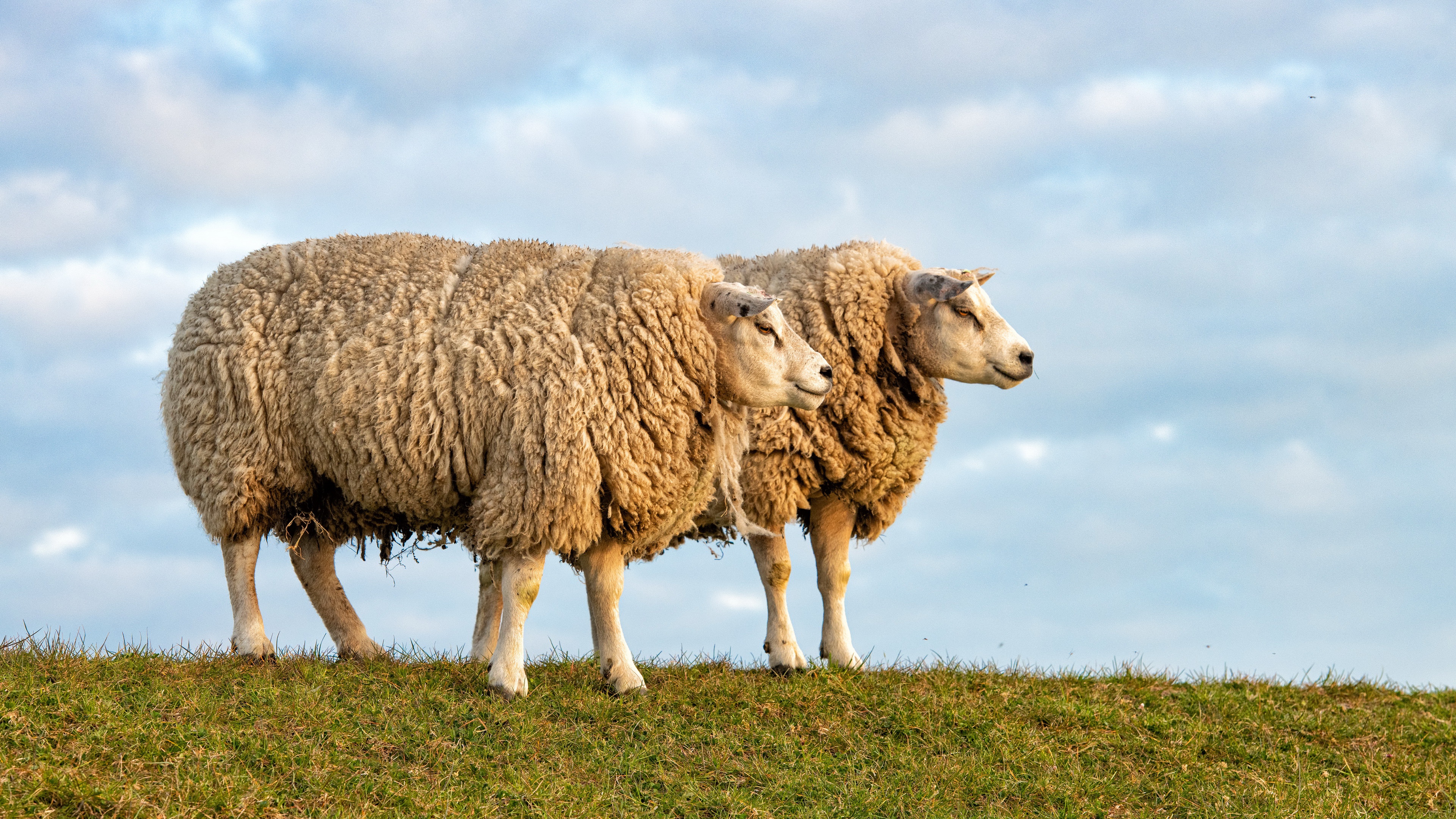 Download mobile wallpaper Animal, Sheep for free.