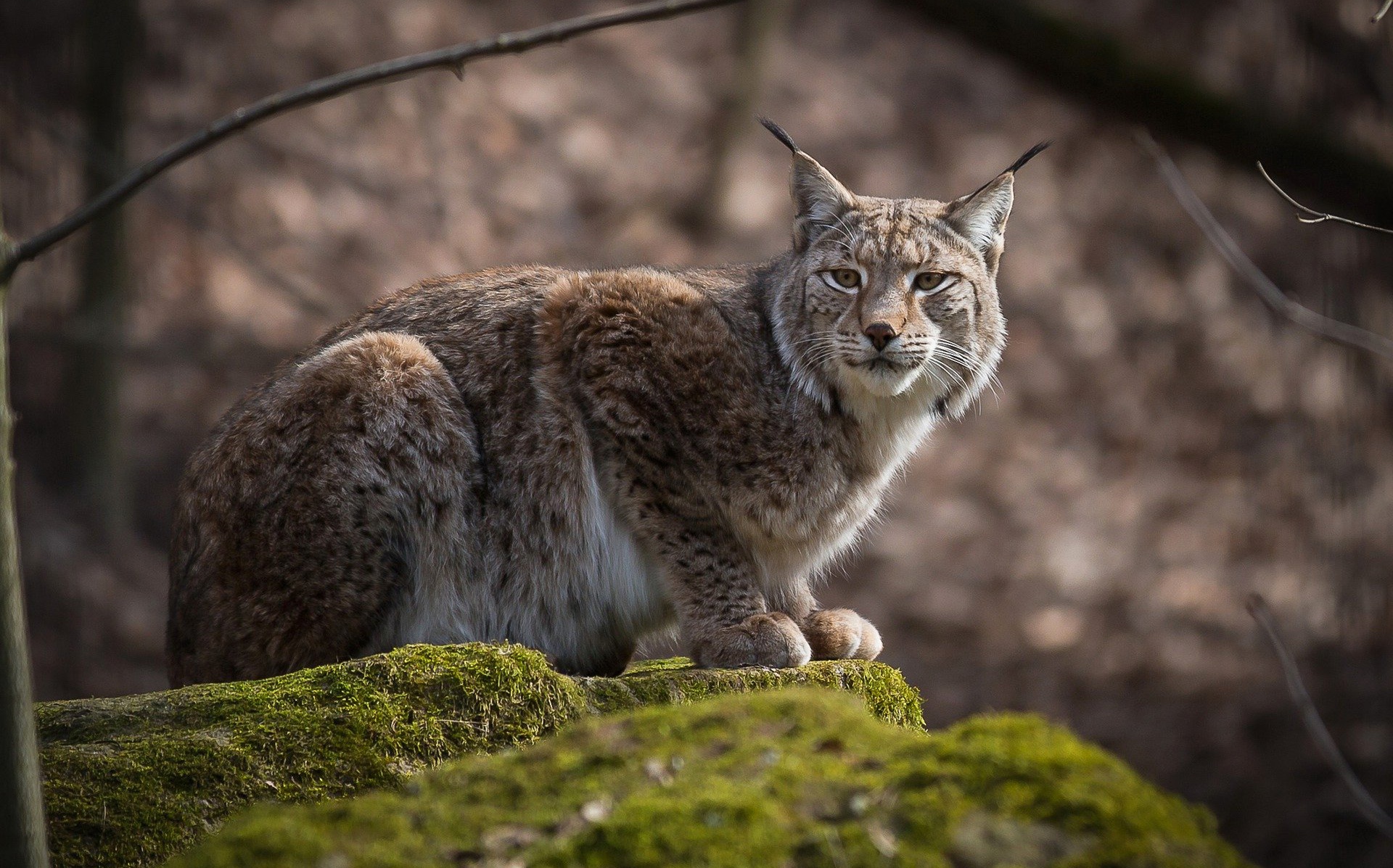 Téléchargez des papiers peints mobile Animaux, Chats, Lynx gratuitement.