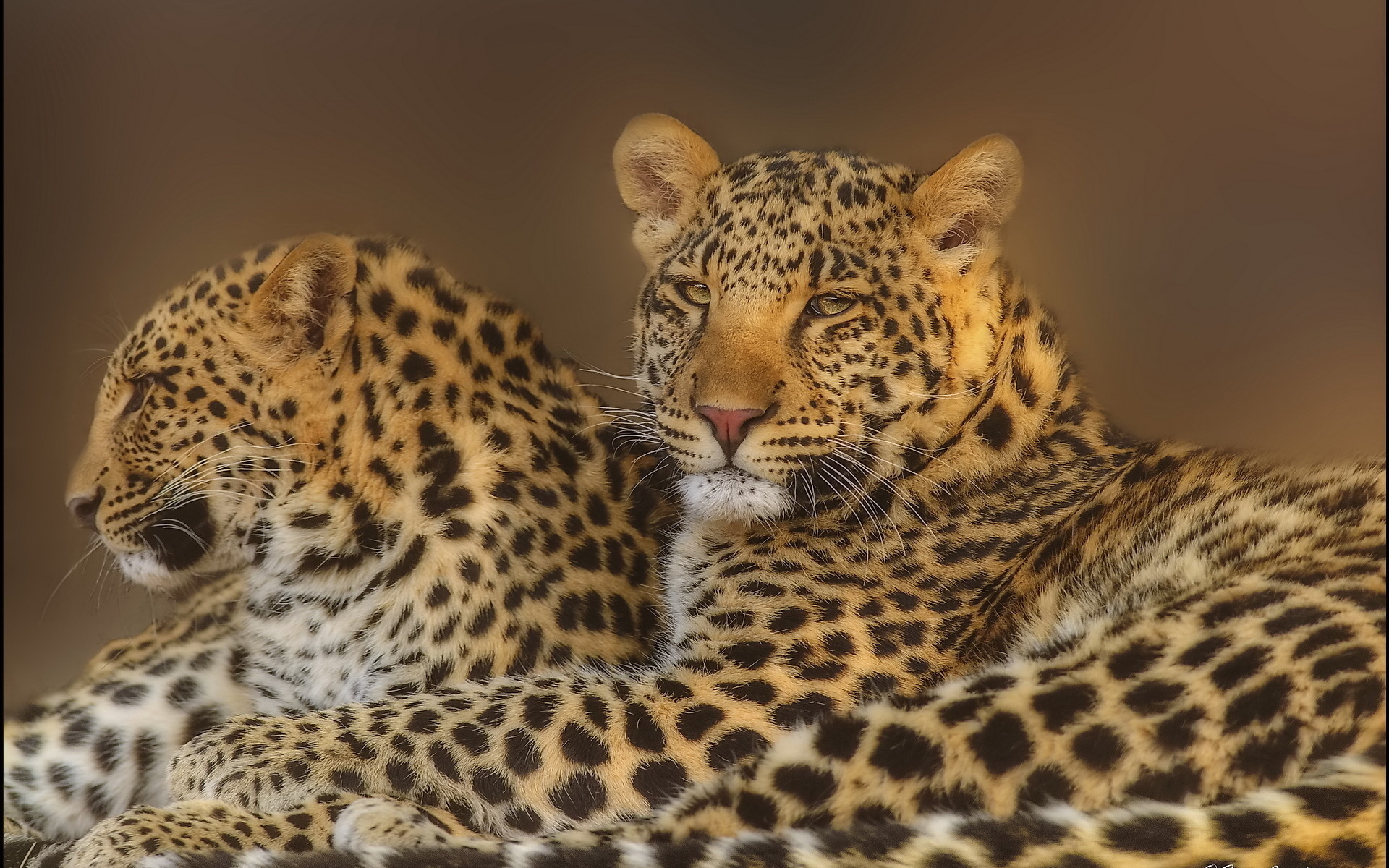 Download mobile wallpaper Cats, Leopard, Animal for free.