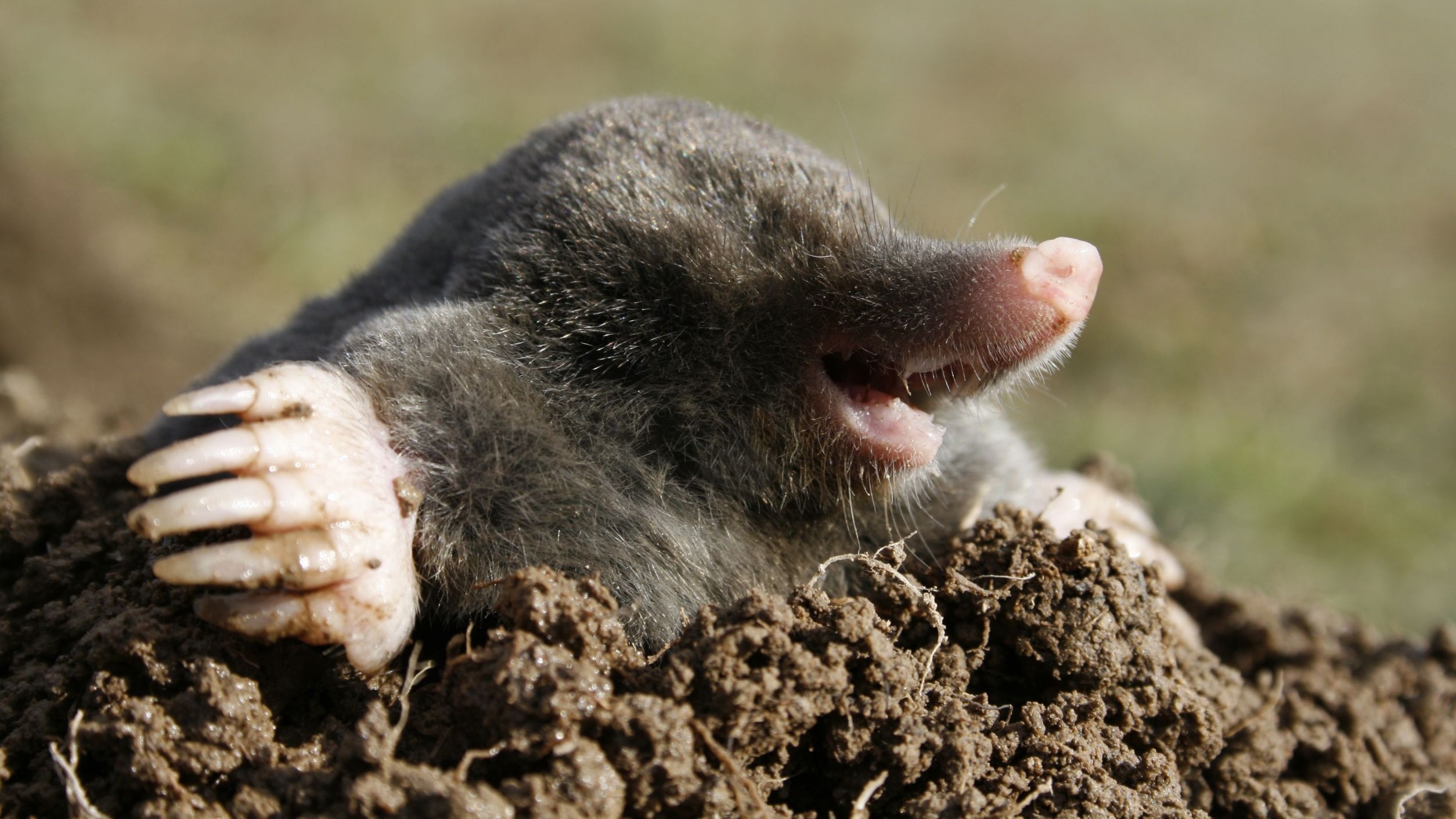 662105 télécharger l'image taupe, animaux - fonds d'écran et économiseurs d'écran gratuits