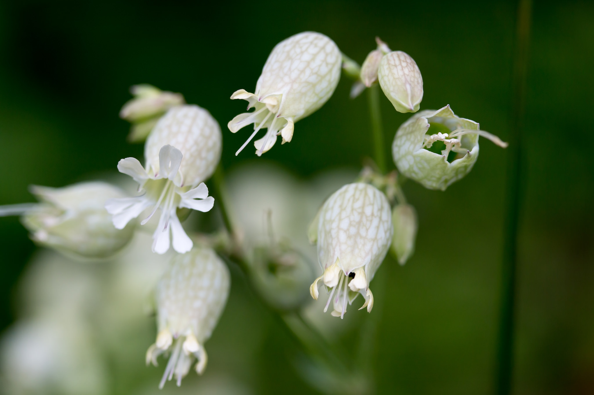 Descarga gratuita de fondo de pantalla para móvil de Flores, Flor, Tierra/naturaleza.