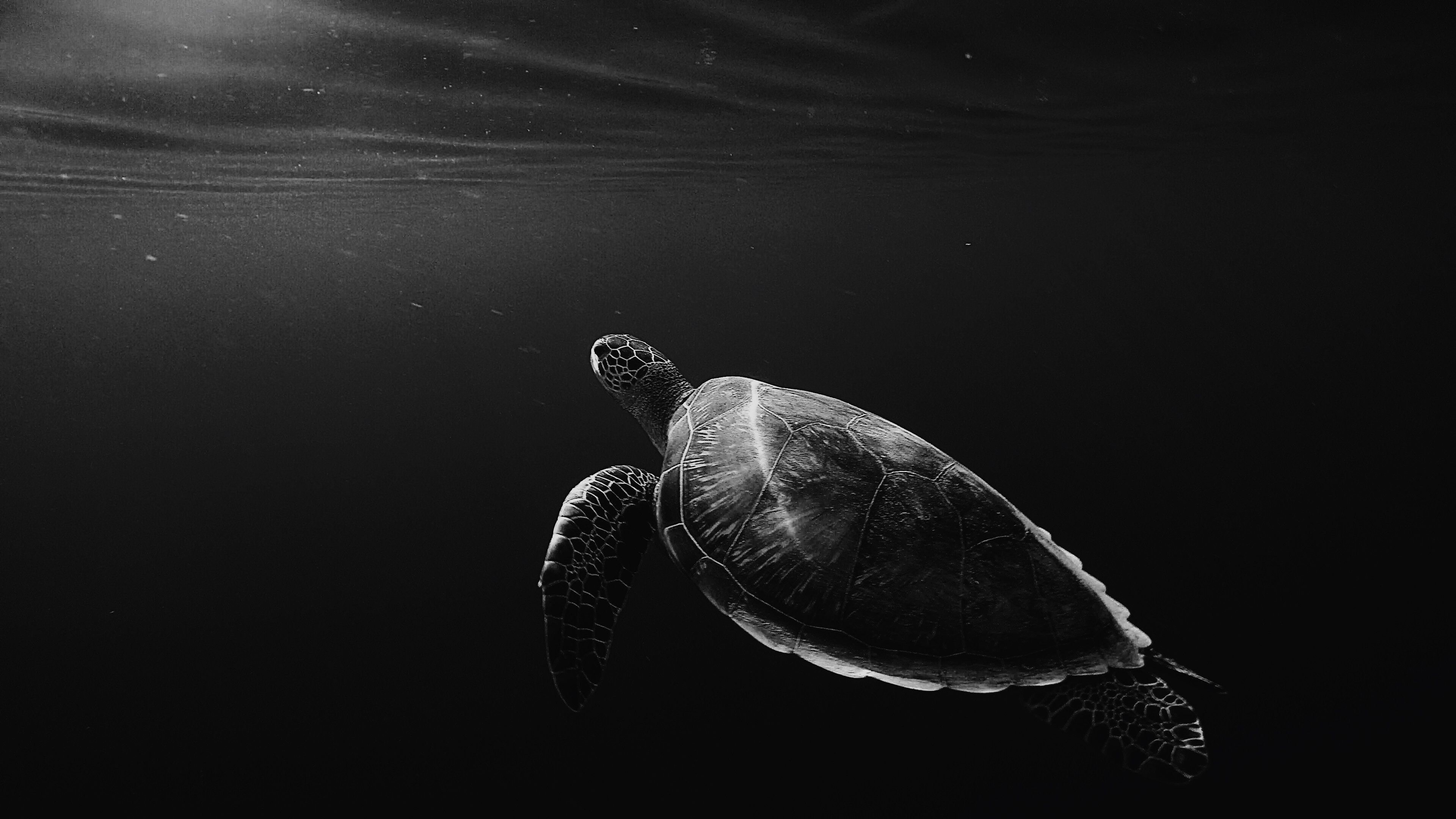 76517 скачать обои черепаха, глубина, под водой, животные, чб, плавать - заставки и картинки бесплатно