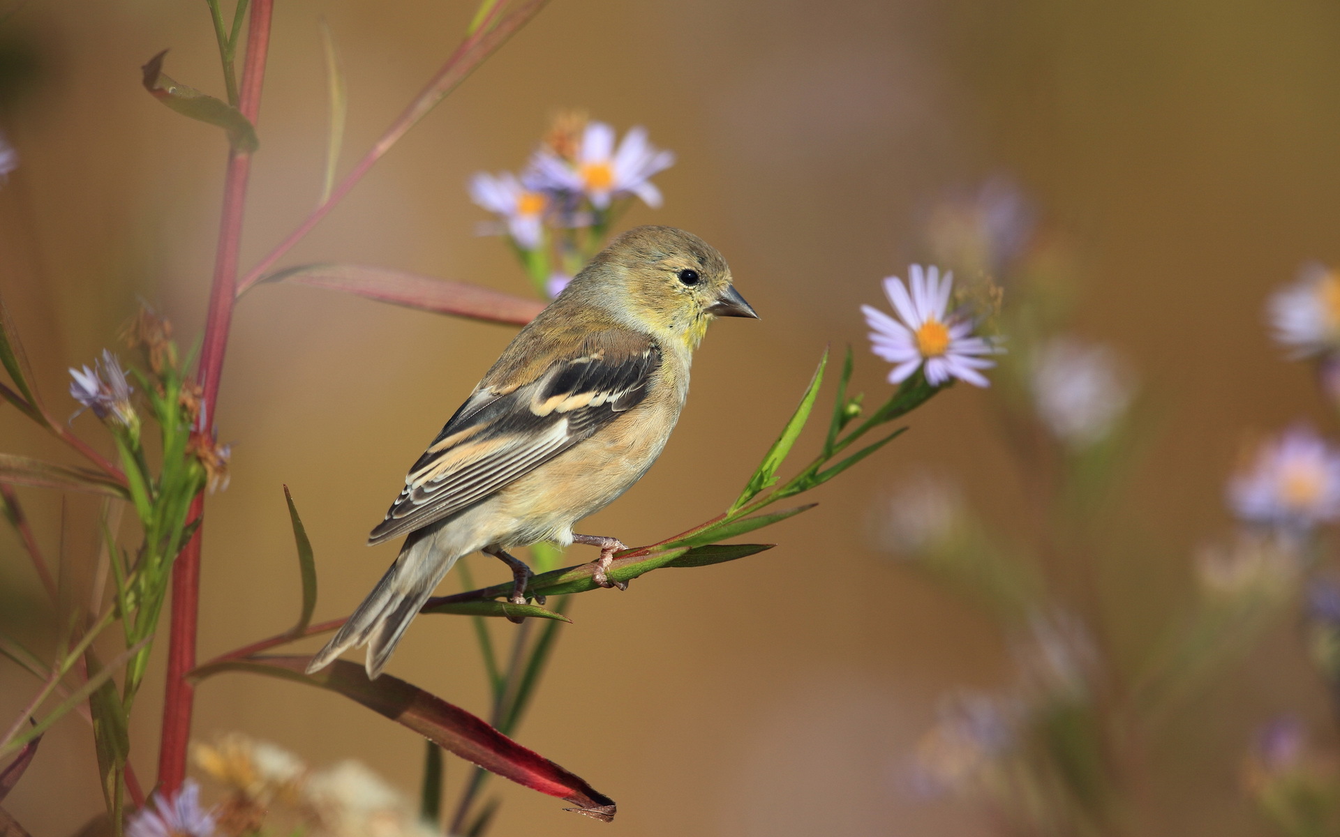 Téléchargez gratuitement l'image Animaux, Oiseau, Des Oiseaux sur le bureau de votre PC