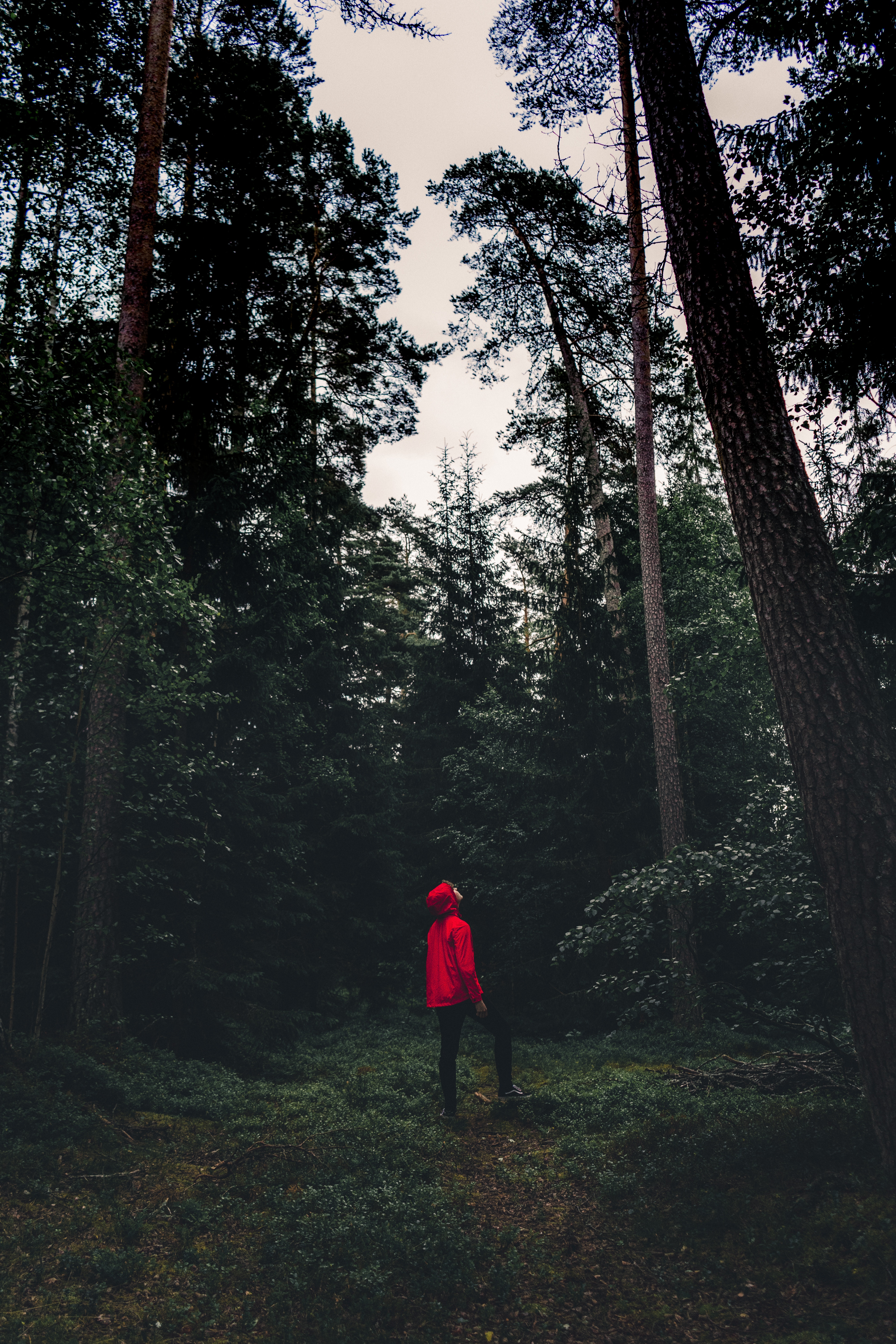 person, nature, trees, privacy, seclusion, forest, human, loneliness, sweden