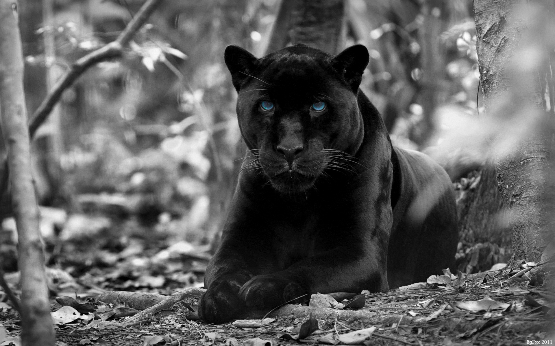 296983 Hintergrundbild herunterladen tiere, schwarzer panther, katzen - Bildschirmschoner und Bilder kostenlos
