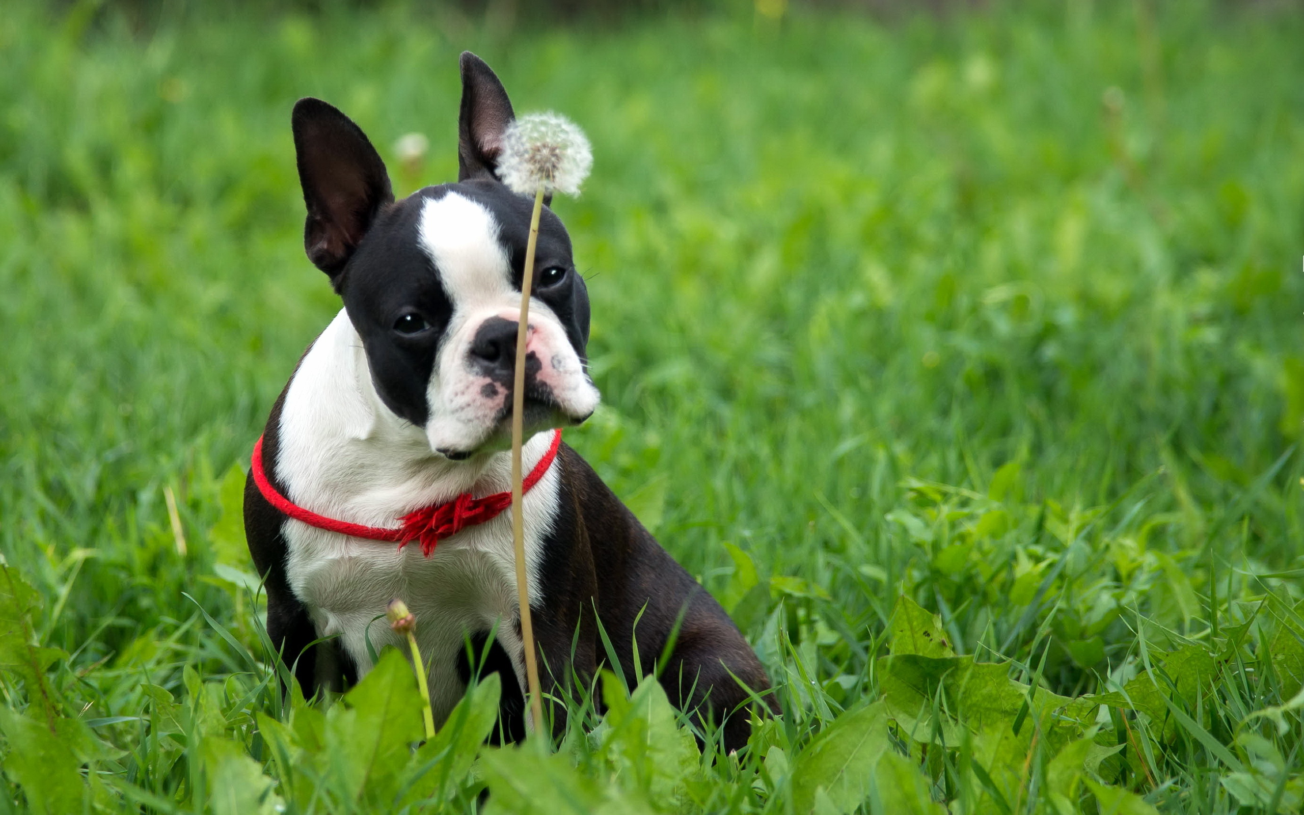 307490 descargar imagen animales, boston terrier, perros: fondos de pantalla y protectores de pantalla gratis