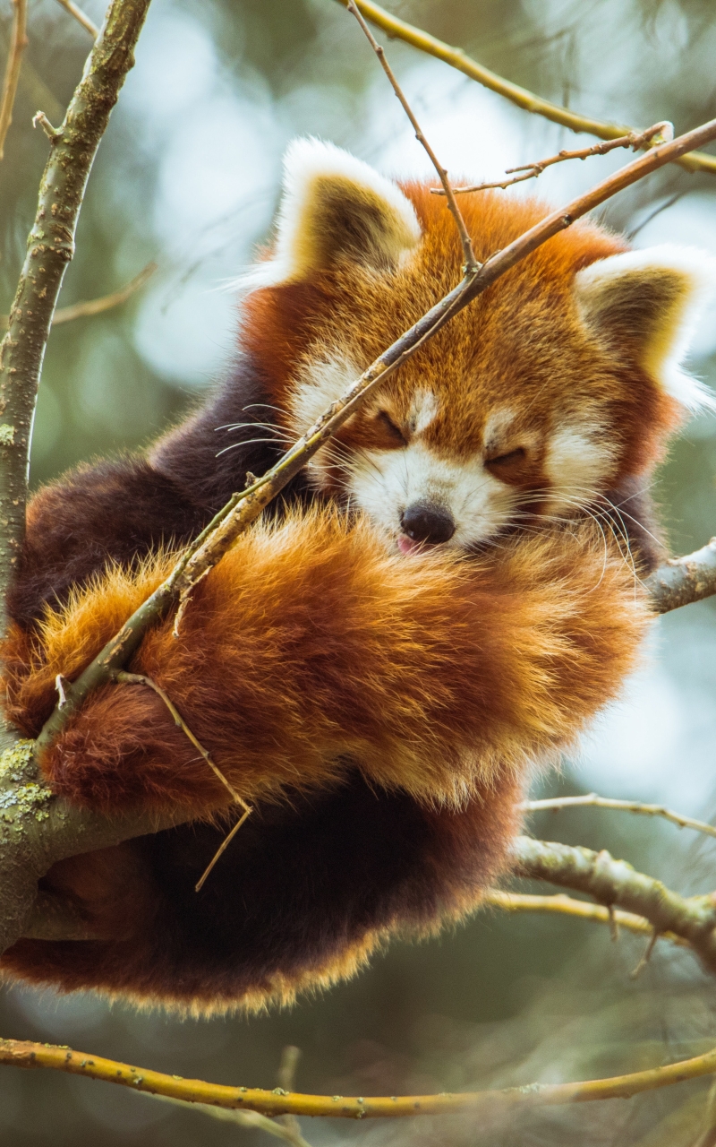 Handy-Wallpaper Tiere, Kleiner Panda kostenlos herunterladen.