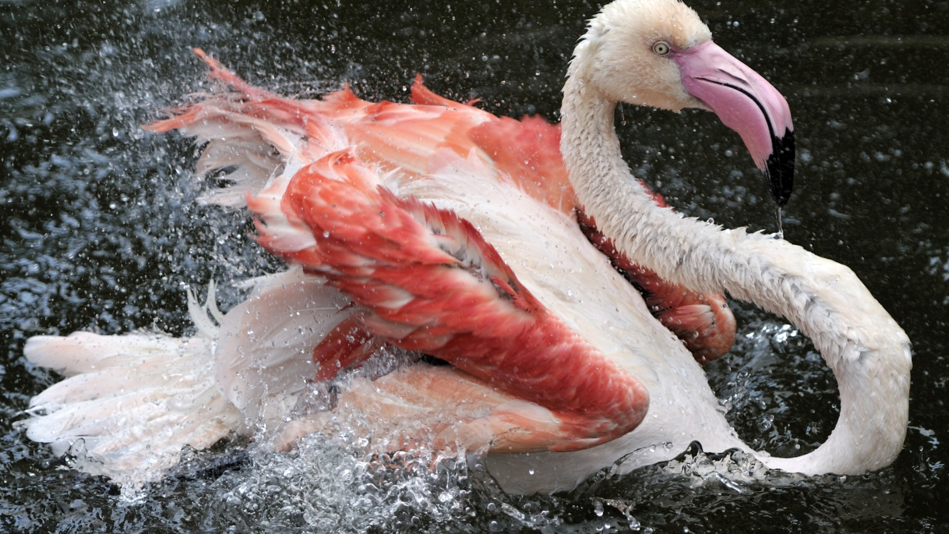 Free download wallpaper Birds, Flamingo, Bird, Animal on your PC desktop