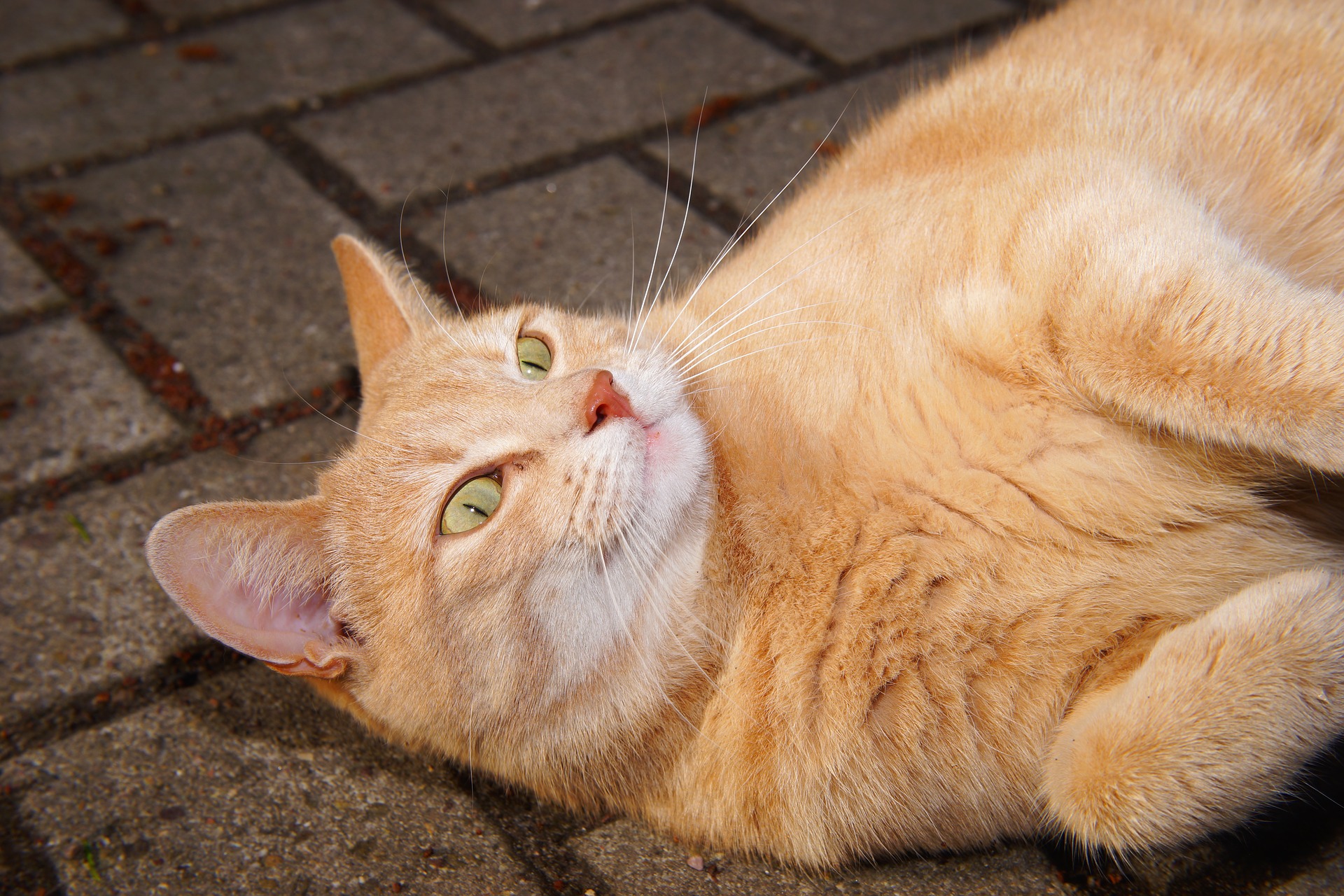 Handy-Wallpaper Tiere, Katzen, Katze, Gesicht kostenlos herunterladen.