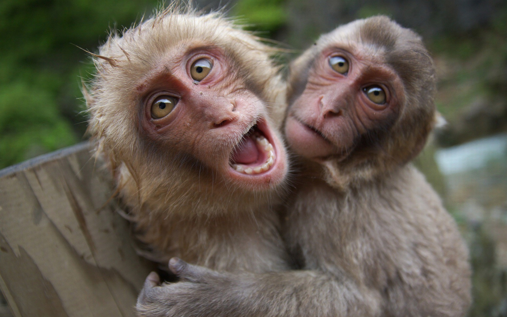 215942 скачать обои обезьяны, животные, японская макака, обезьяна - заставки и картинки бесплатно