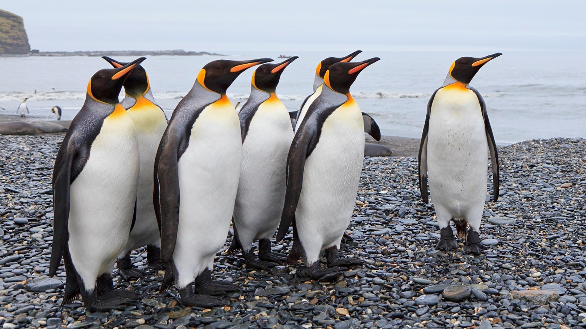Descarga gratuita de fondo de pantalla para móvil de Animales, Pingüino, Aves, Pingüino Emperador.