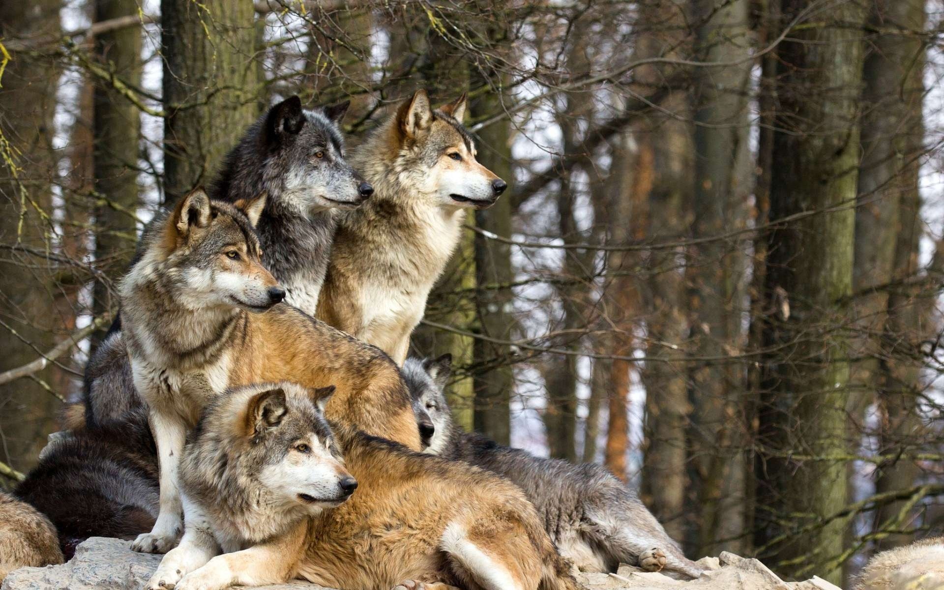 1464135 скачать картинку волк, животные - обои и заставки бесплатно