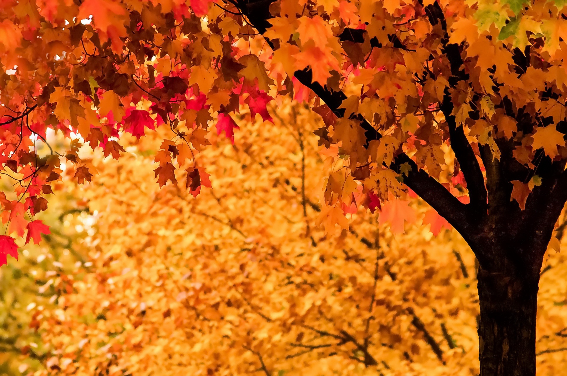 Descarga gratuita de fondo de pantalla para móvil de Naturaleza, Otoño, Árbol, Tierra/naturaleza.