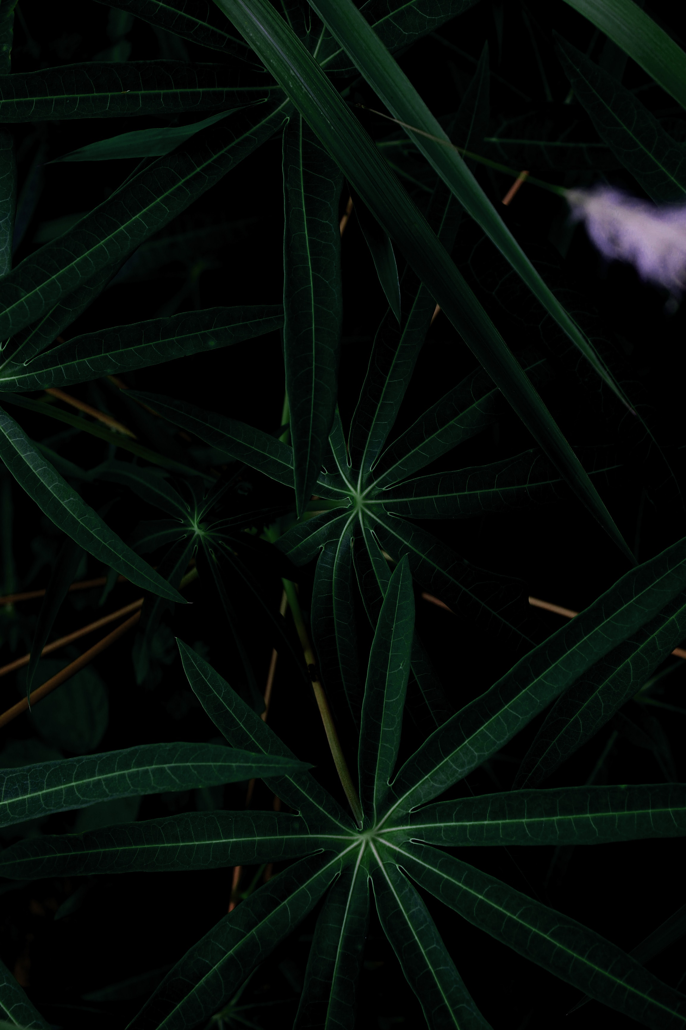 Laden Sie das Blätter, Pflanze, Natur, Nahaufnahme, Dunkel-Bild kostenlos auf Ihren PC-Desktop herunter