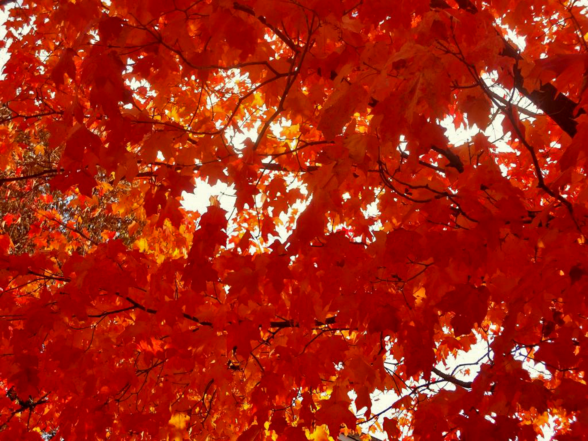 Download mobile wallpaper Fall, Earth for free.