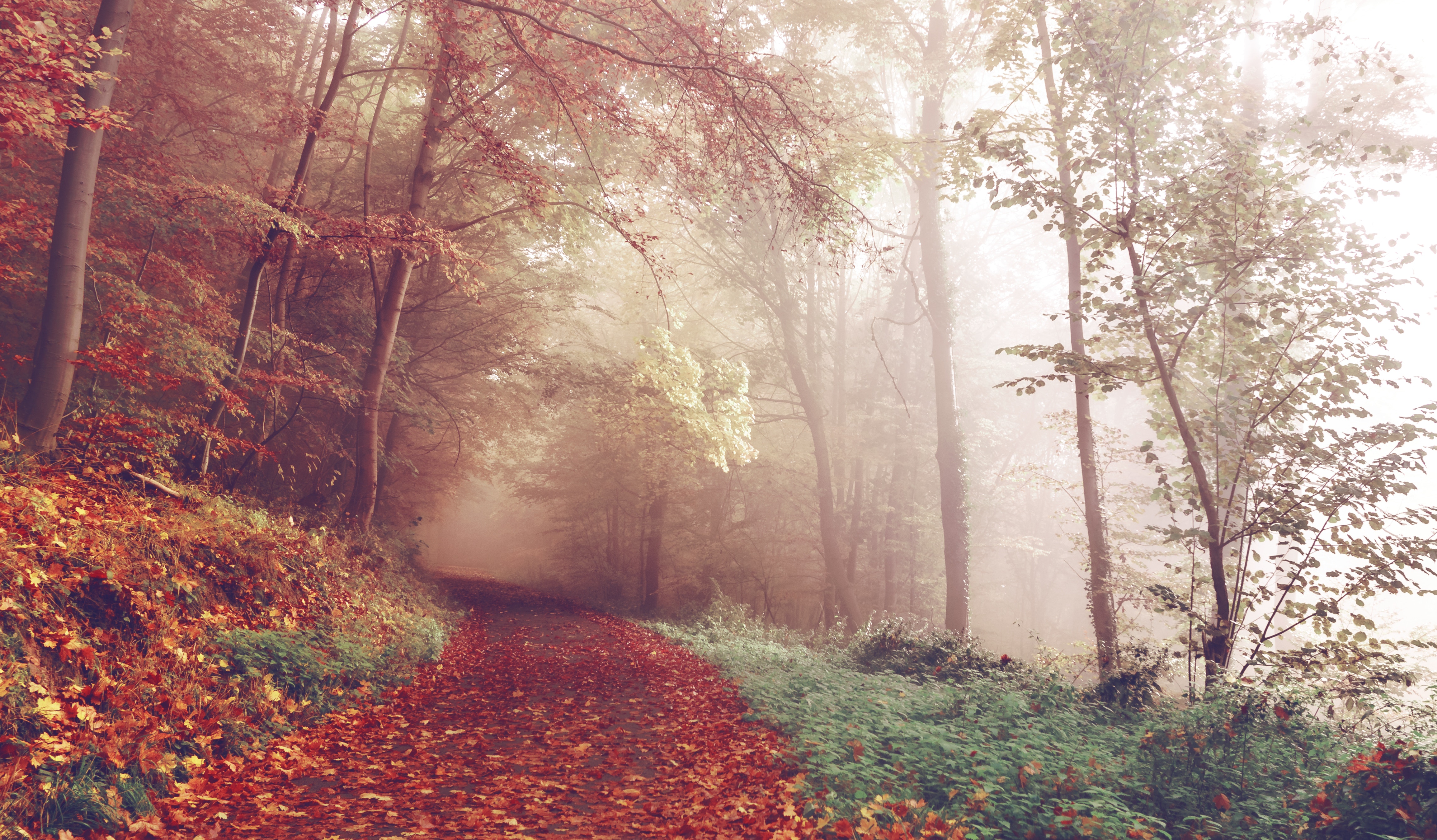 Download mobile wallpaper Fog, Autumn, Path, Nature, Forest for free.
