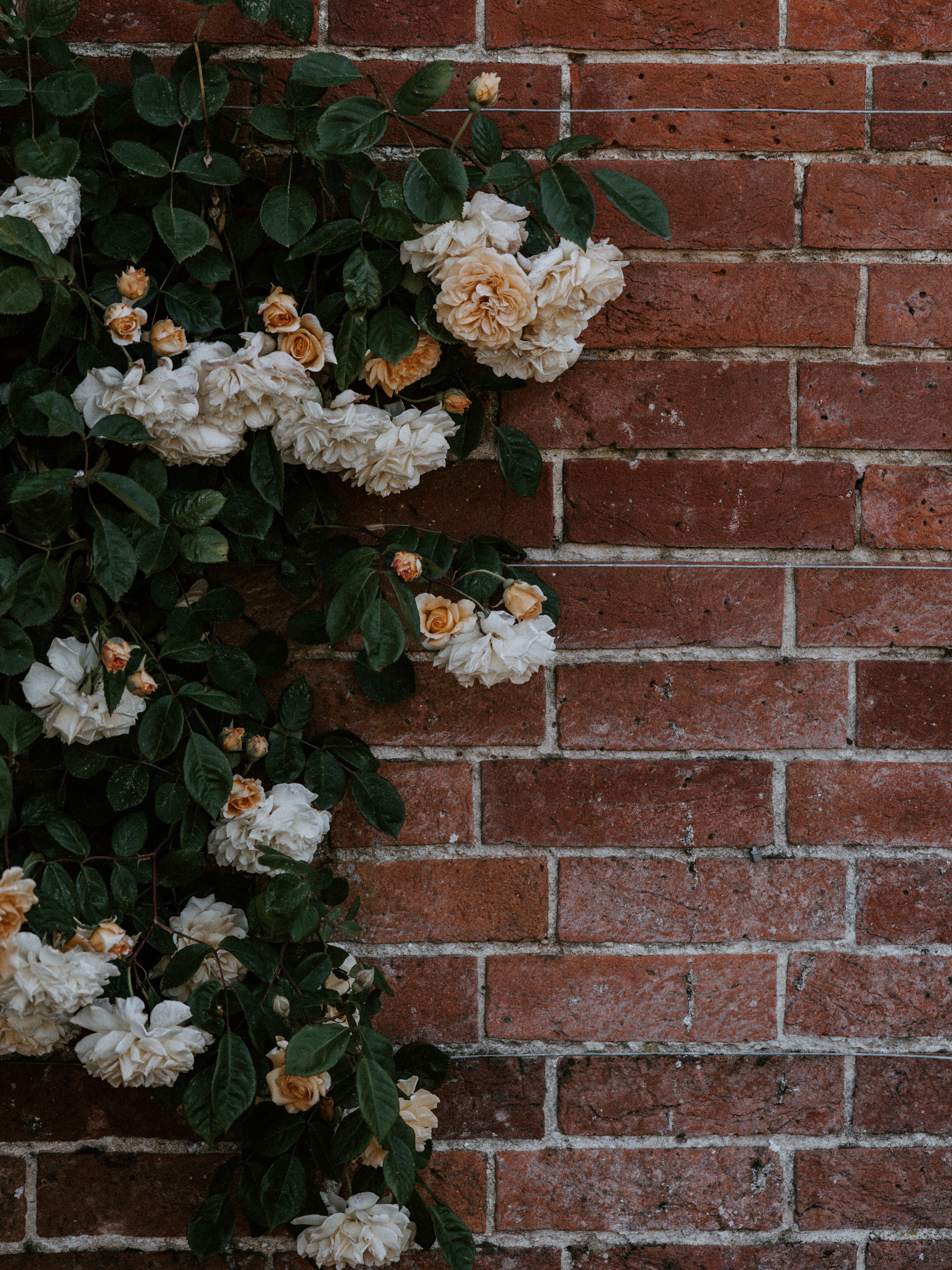 rose flower, brick, flowers, bush, plant, rose, wall 32K