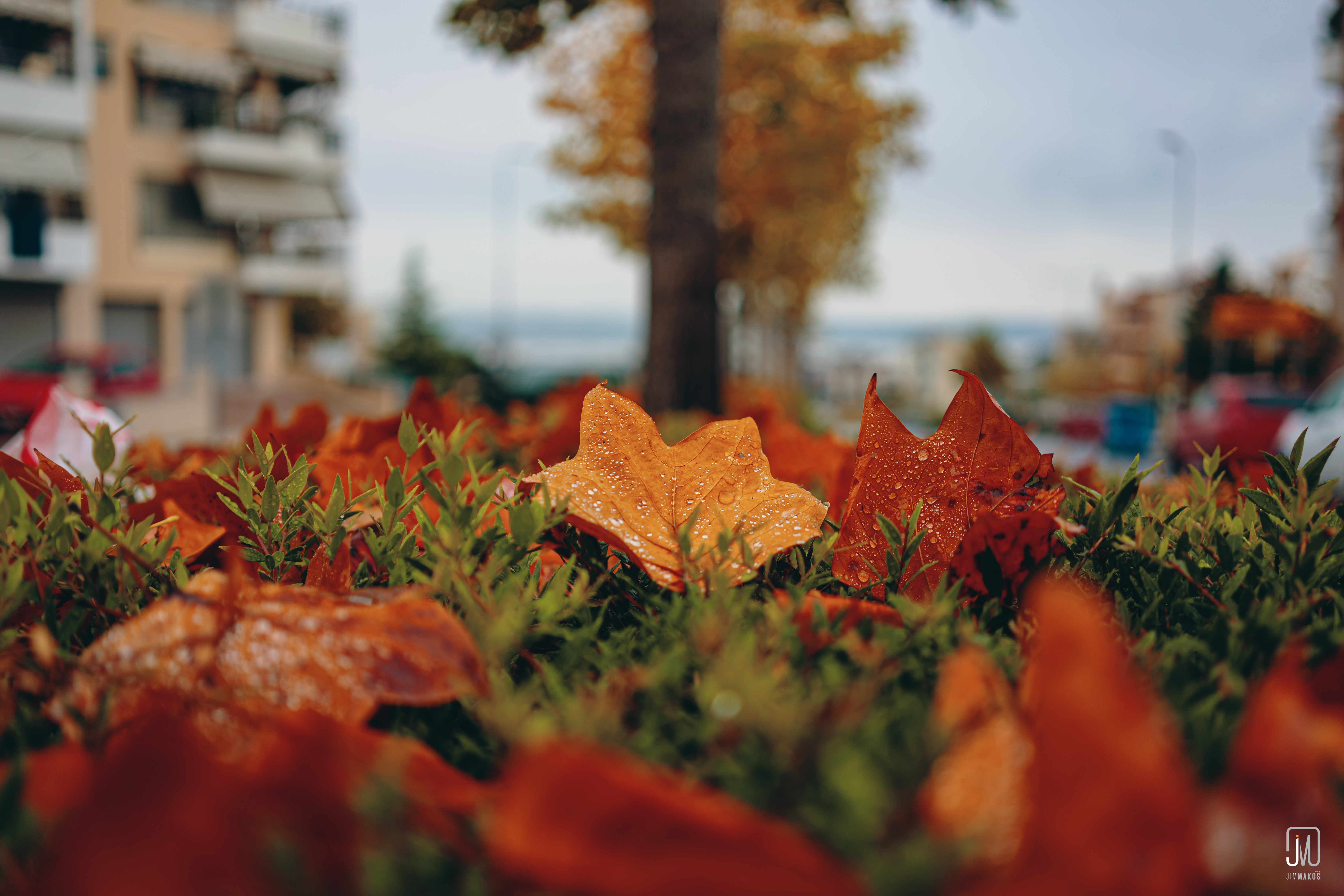 Free download wallpaper Macro, Foliage, Autumn, Leaves on your PC desktop
