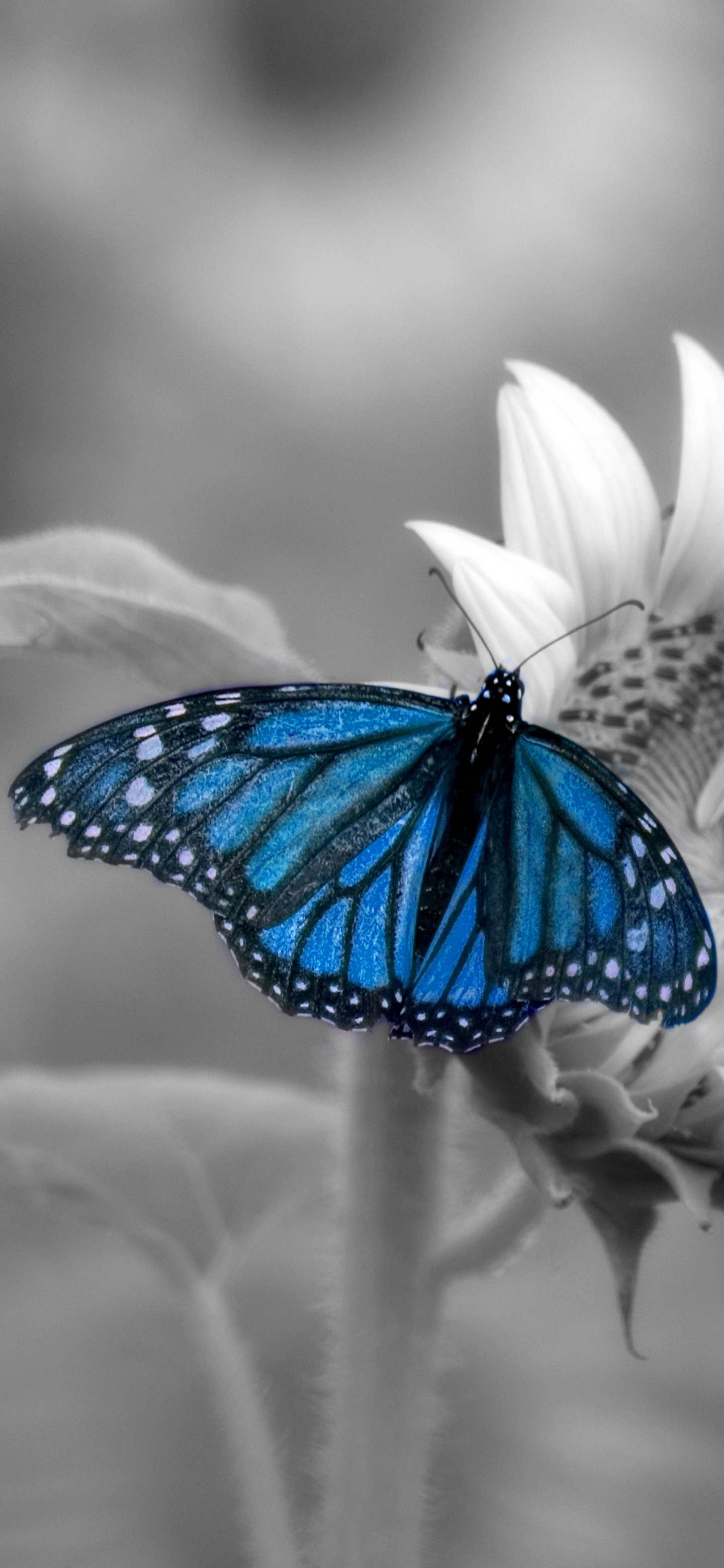 無料モバイル壁紙動物, 蝶, 大きい, 選択的な色をダウンロードします。
