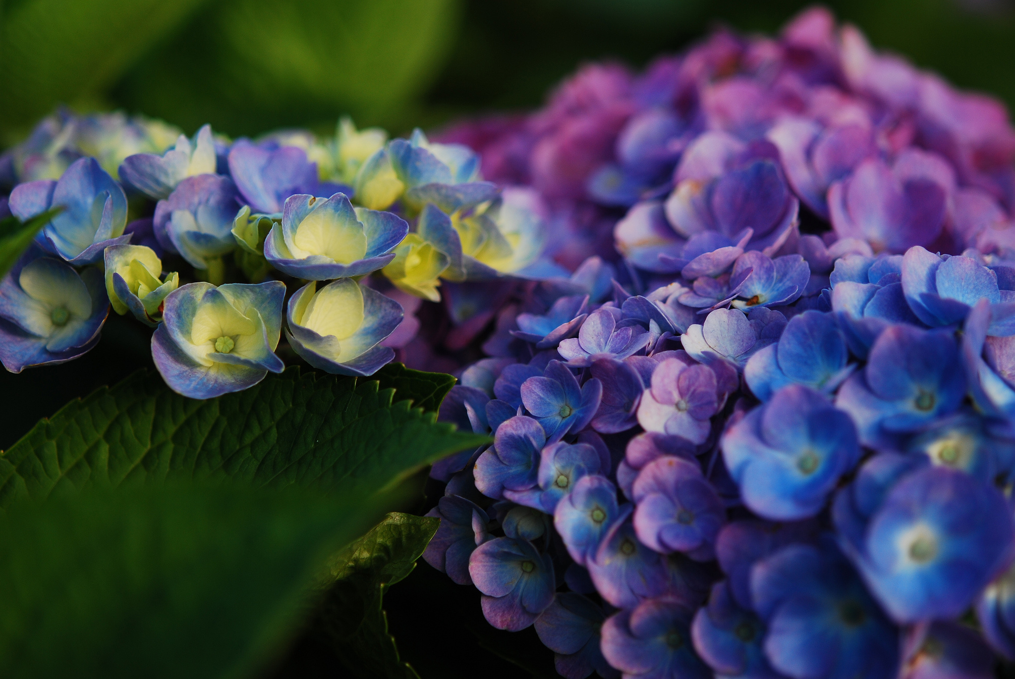 Baixe gratuitamente a imagem Flores, Flor, Fechar Se, Hortênsia, Terra/natureza, Flor Azul na área de trabalho do seu PC