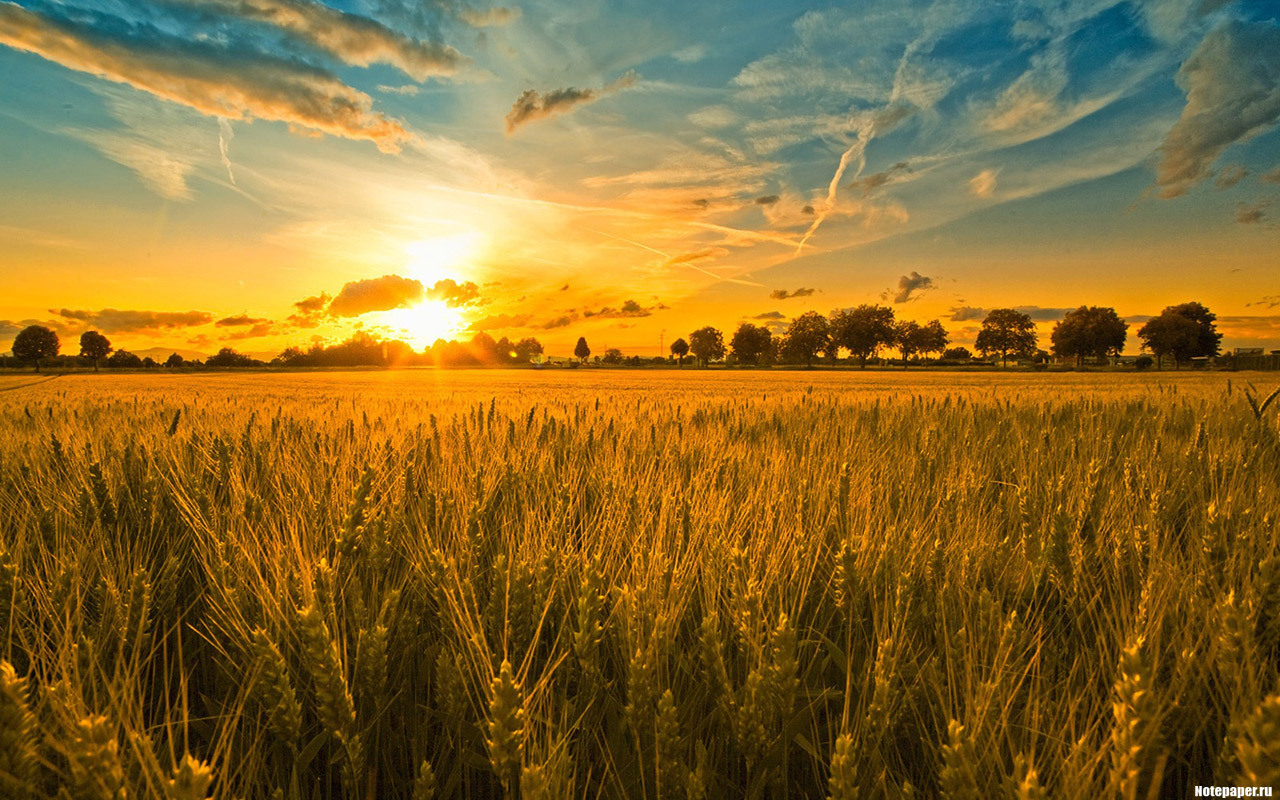 11550 descargar fondo de pantalla los campos, trigo, paisaje, puesta del sol, cielo, sol, amarillo: protectores de pantalla e imágenes gratis