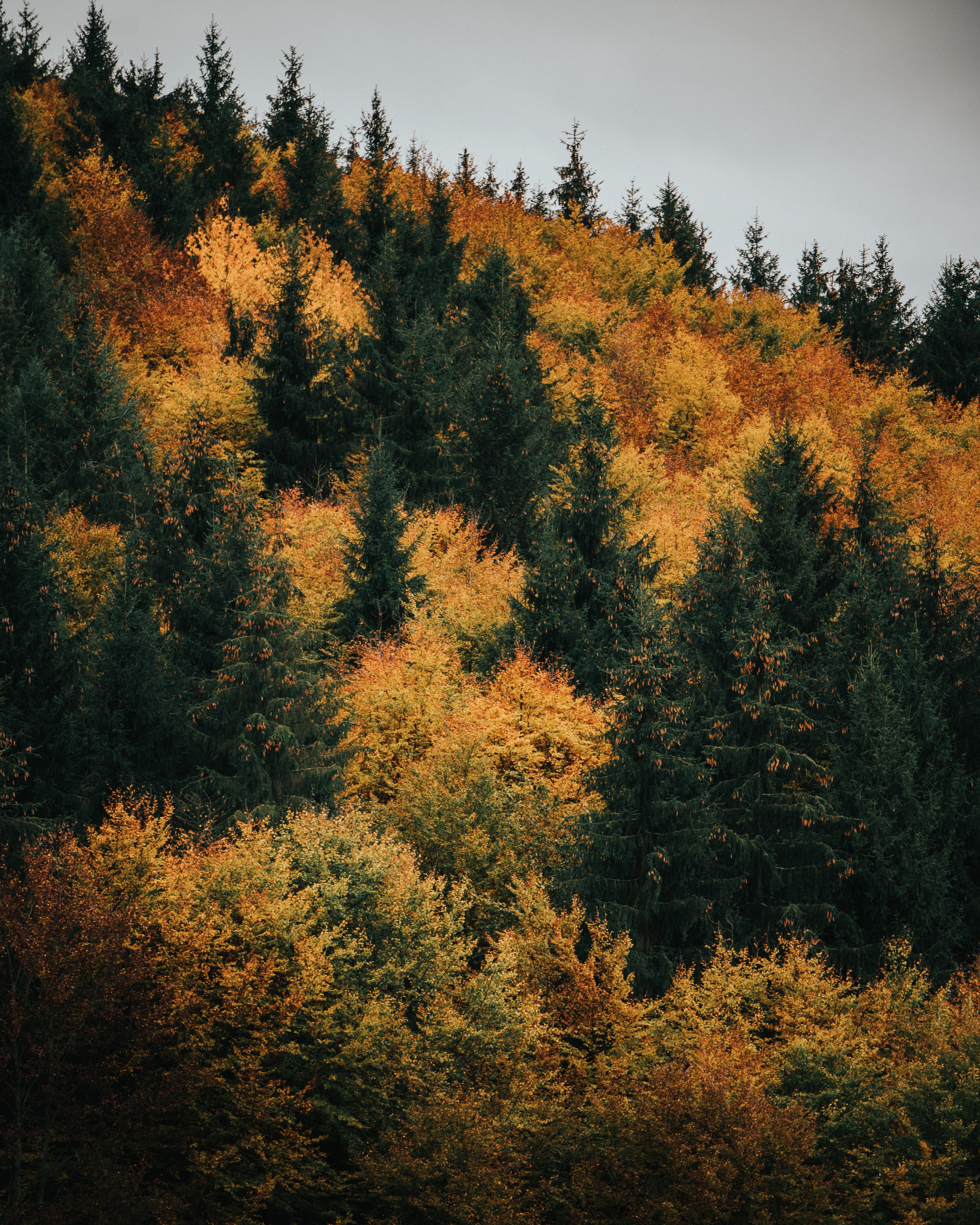 Скачать картинку Деревья, Зеленый, Лес, Природа, Желтый, Осень в телефон бесплатно.
