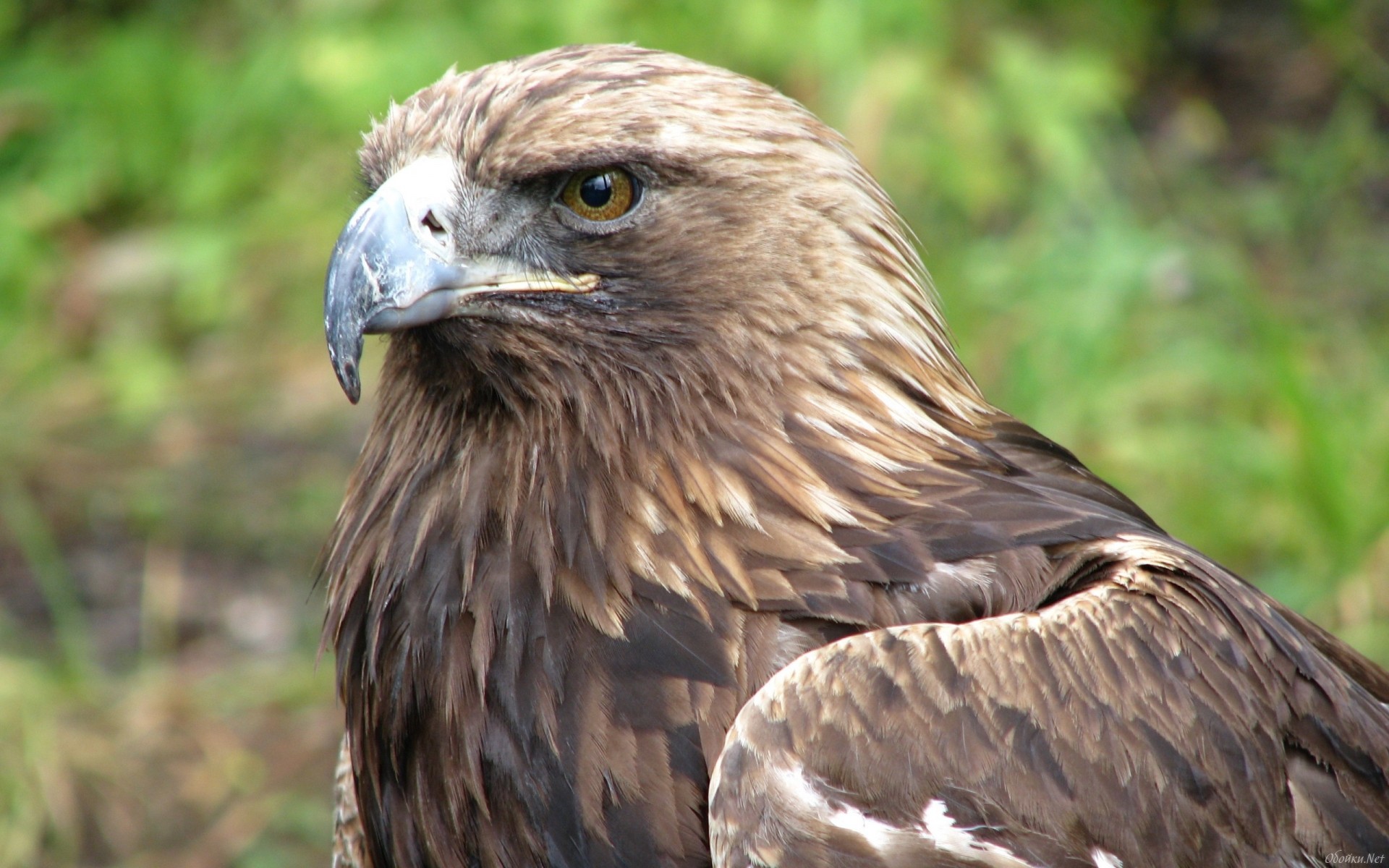 Free download wallpaper Eagle, Birds, Animal on your PC desktop