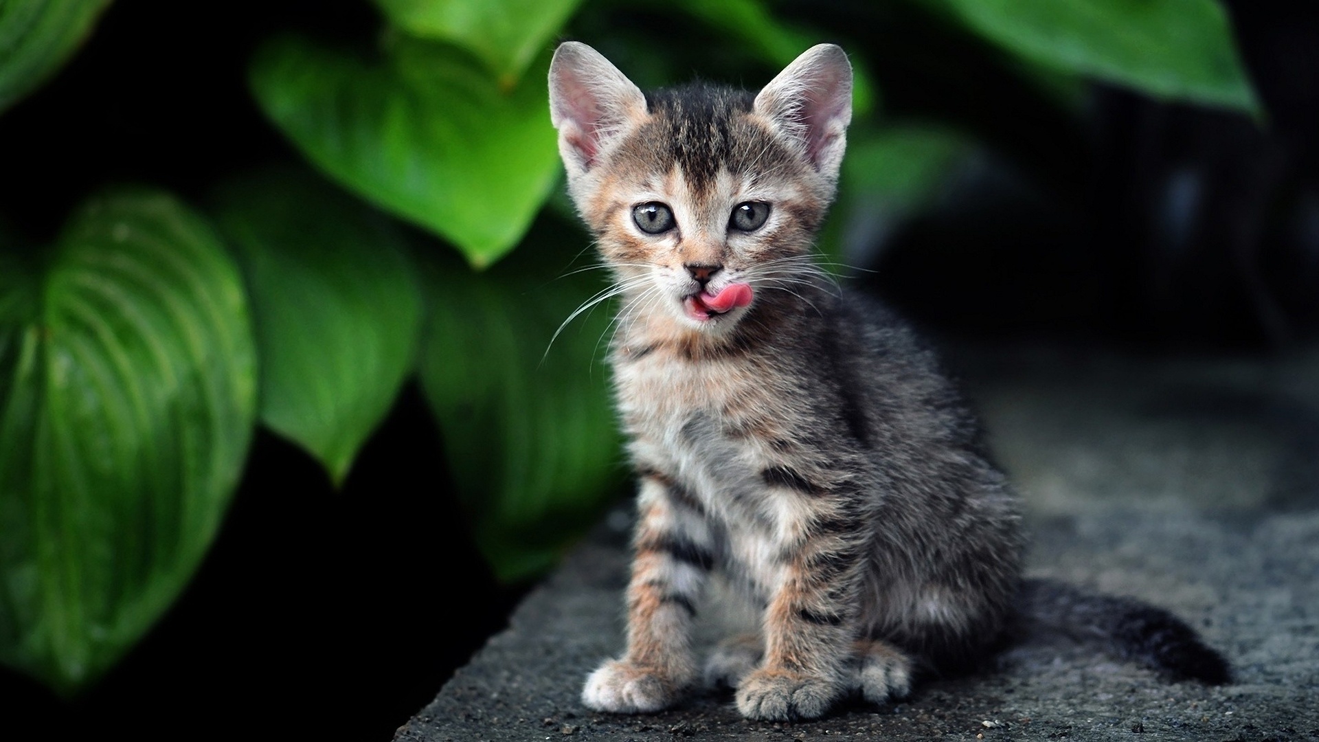 Baixe gratuitamente a imagem Gato, Gatos, Animais na área de trabalho do seu PC