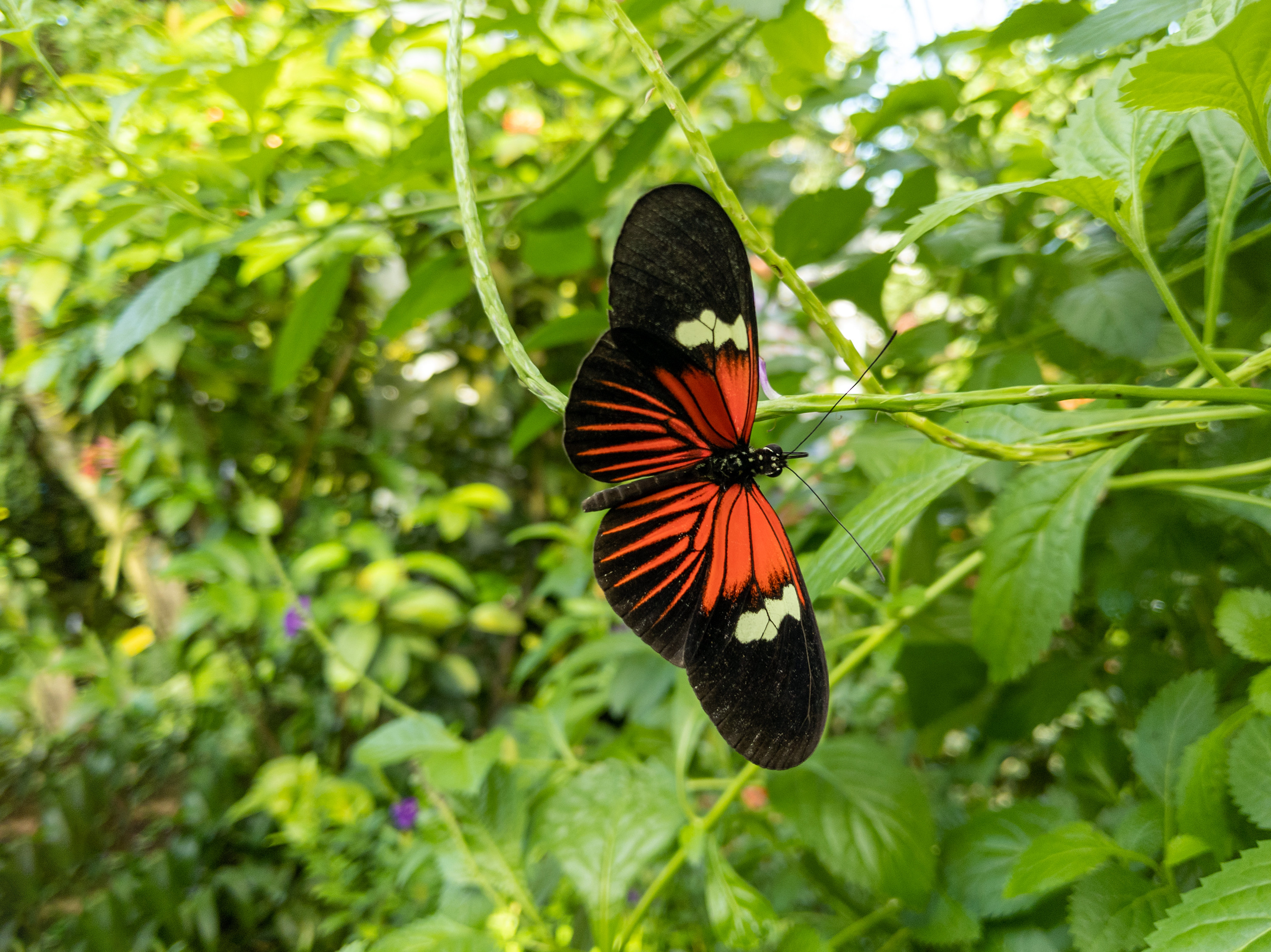 Завантажити шпалери Тропічний Метелик на телефон безкоштовно