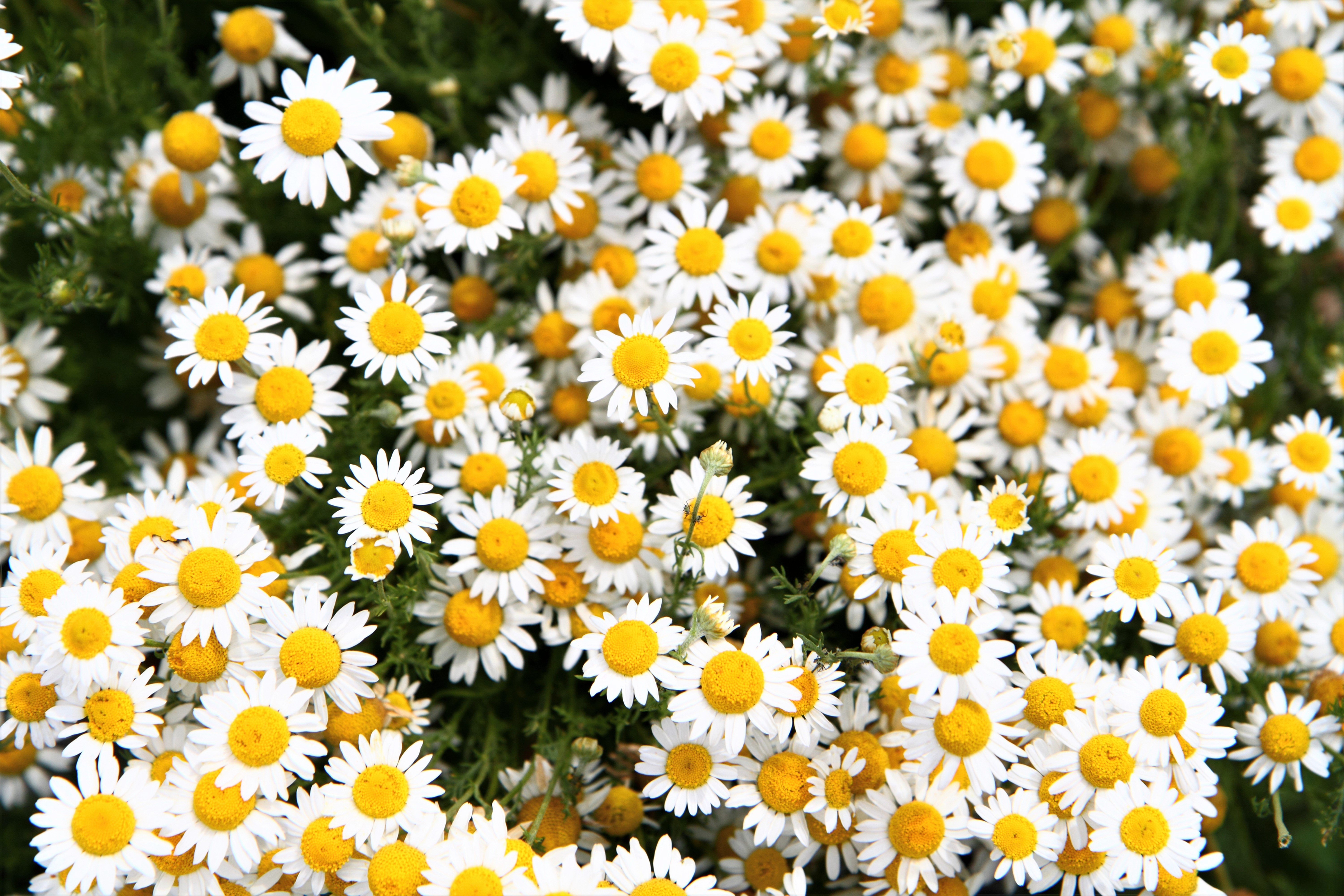 Handy-Wallpaper Blumen, Kamille, Blume, Weiße Blume, Erde/natur kostenlos herunterladen.