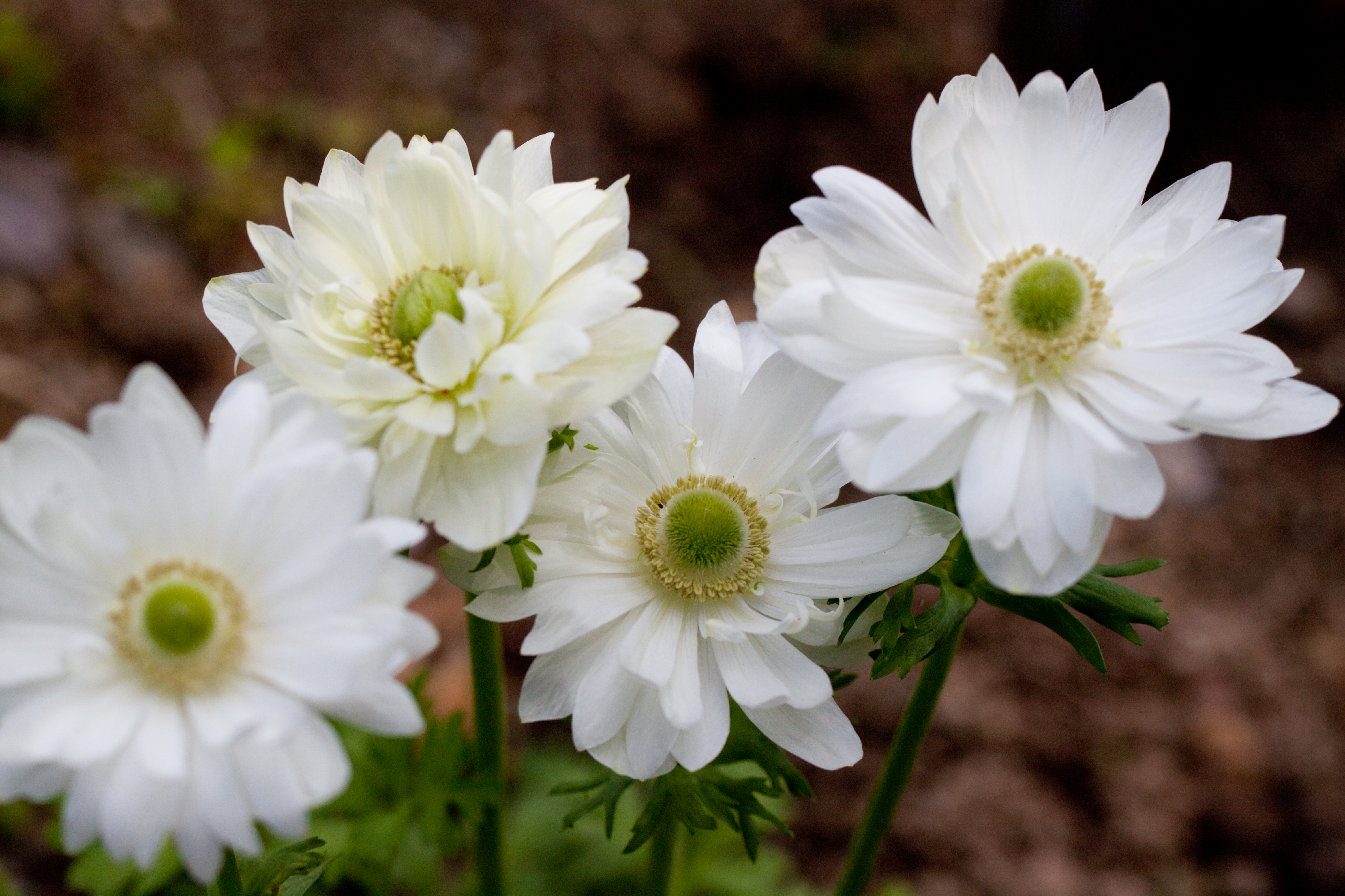 Laden Sie das Natur, Blumen, Blume, Nahansicht, Weiße Blume, Erde/natur, Windröschen-Bild kostenlos auf Ihren PC-Desktop herunter