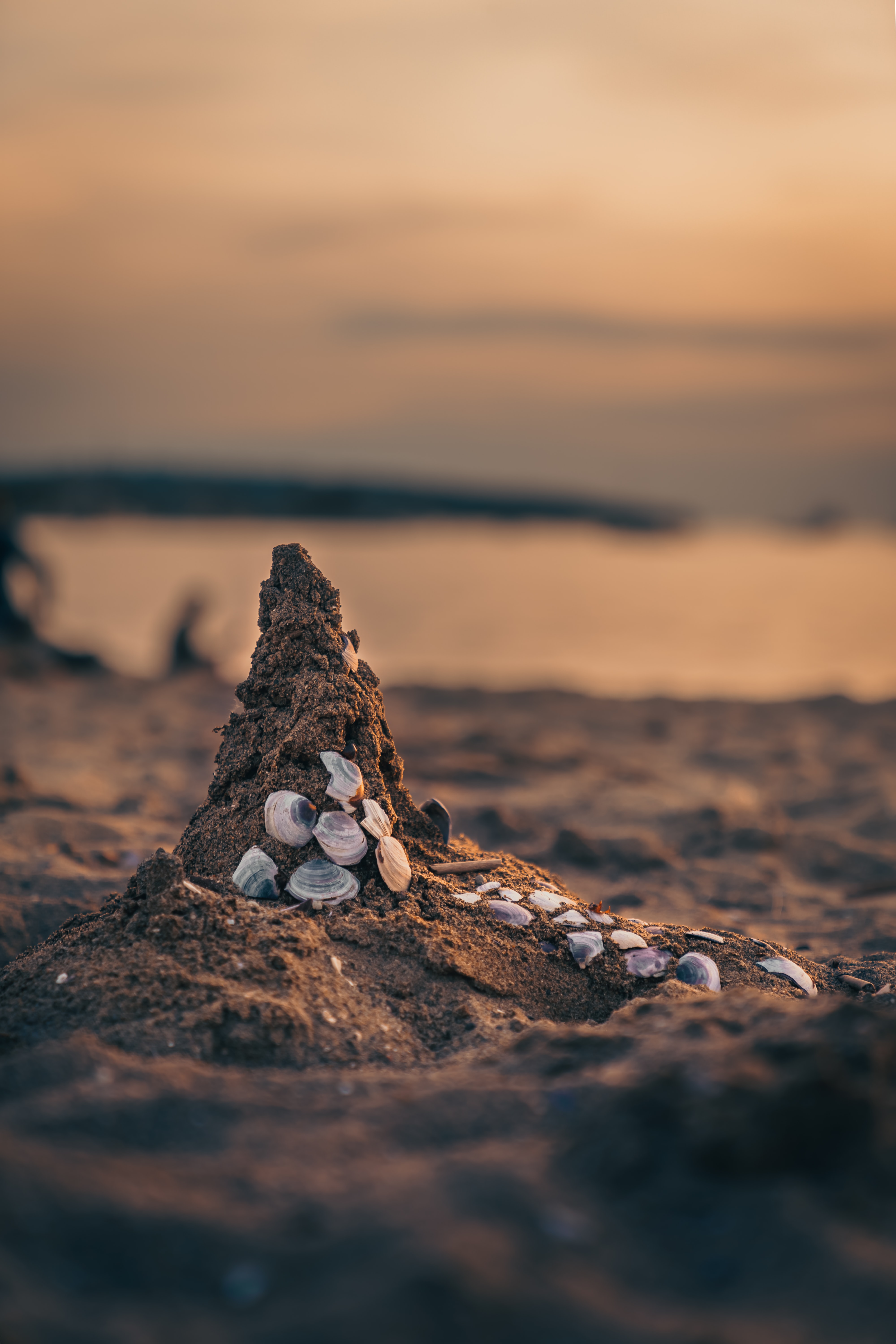 shells, nature, sea, beach, sand