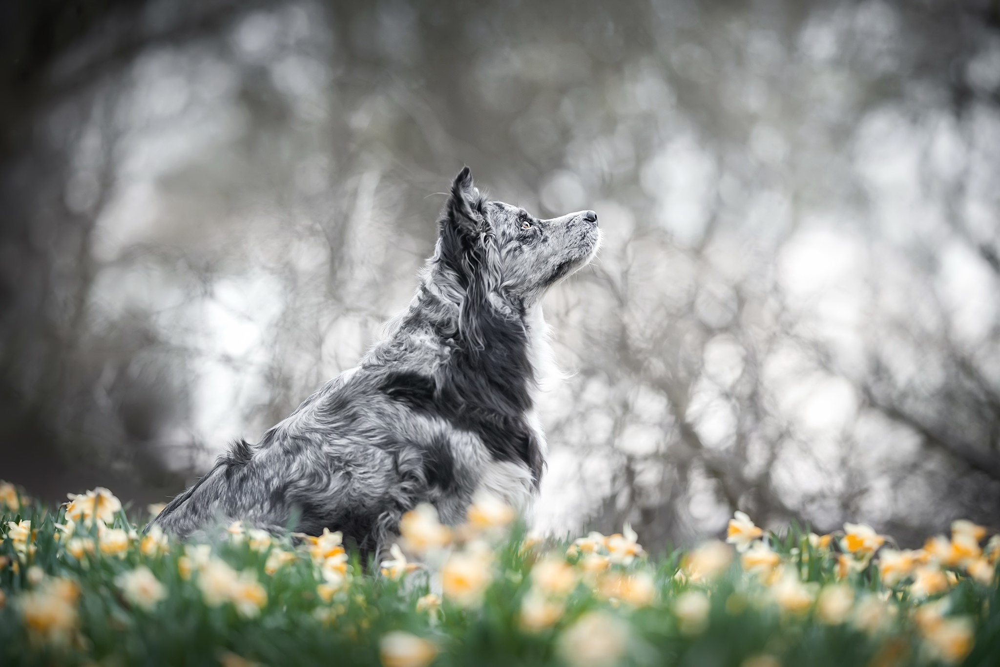 Free download wallpaper Dogs, Dog, Animal, Daffodil on your PC desktop