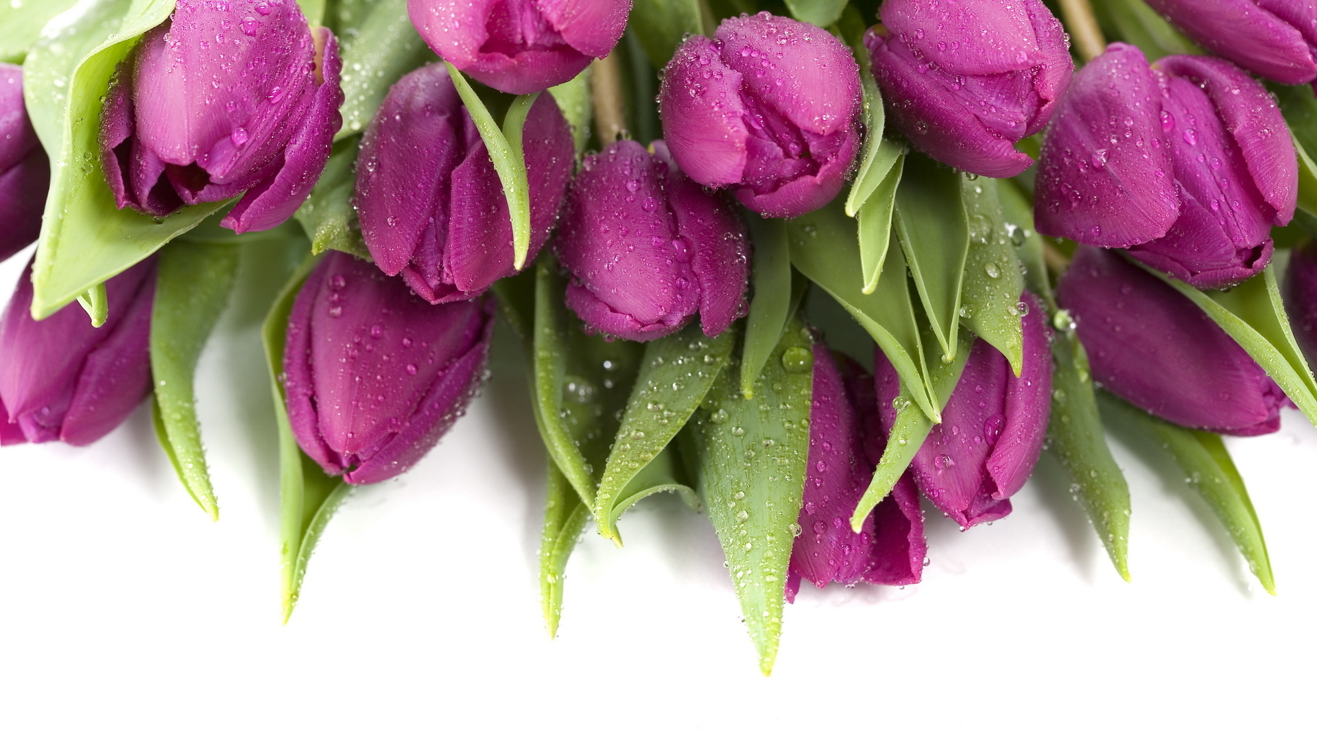 無料モバイル壁紙自然, フラワーズ, 葉, チューリップ, 花, 地球, 水滴, 紫色の花をダウンロードします。