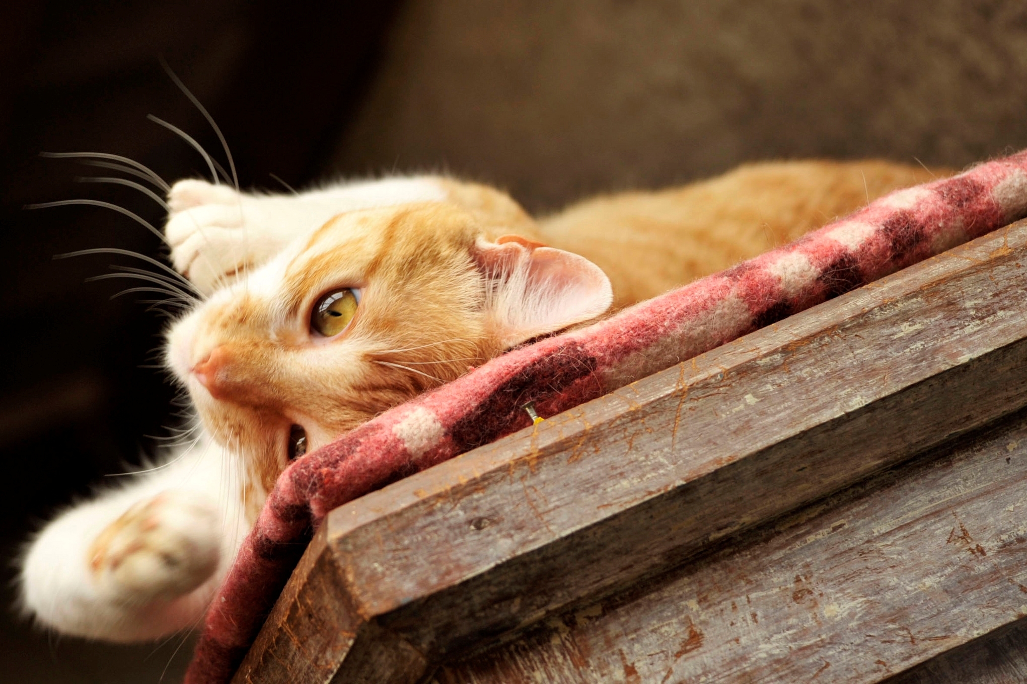 Handy-Wallpaper Tiere, Katzen, Katze kostenlos herunterladen.