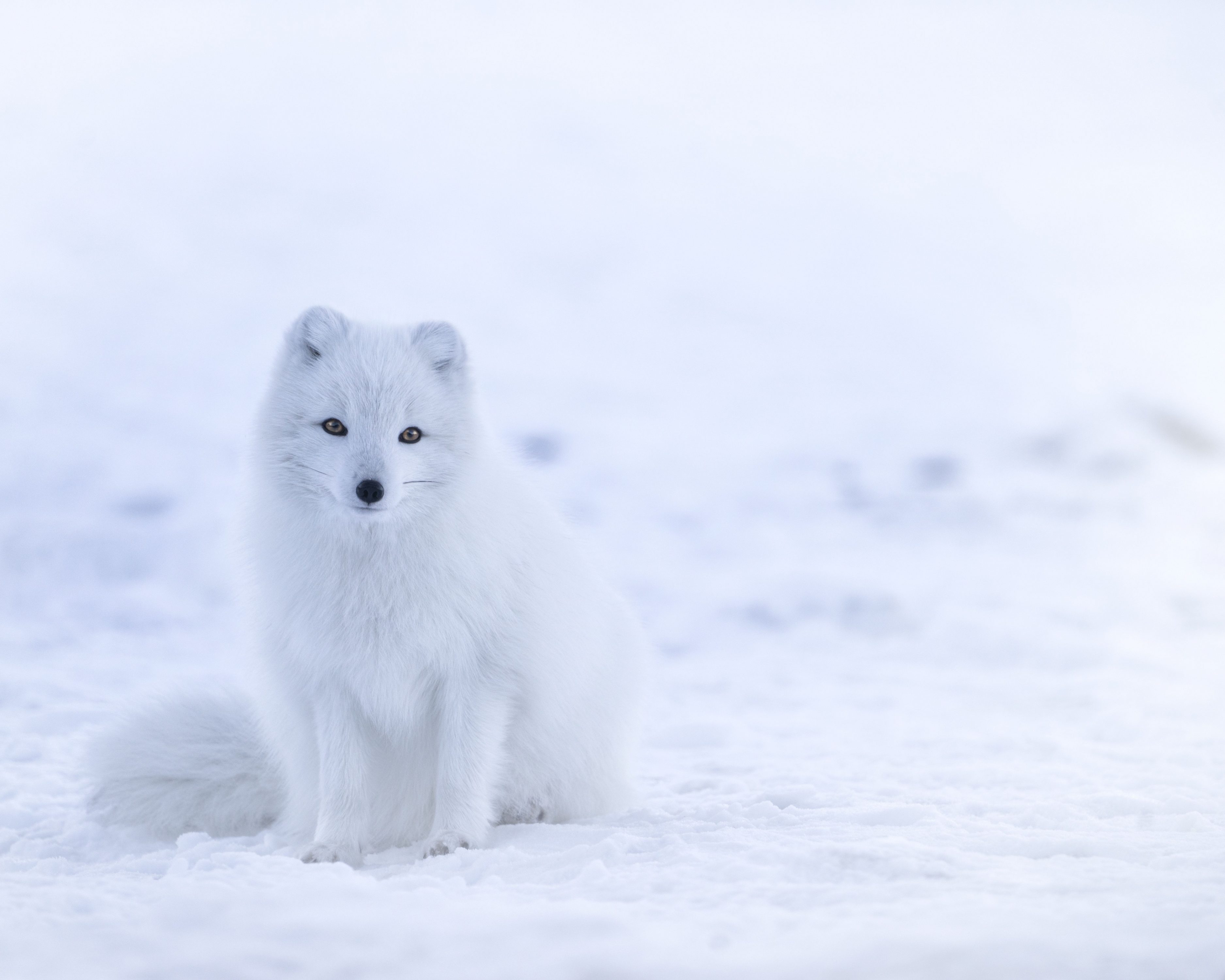 Free download wallpaper Snow, Animal, Arctic Fox on your PC desktop