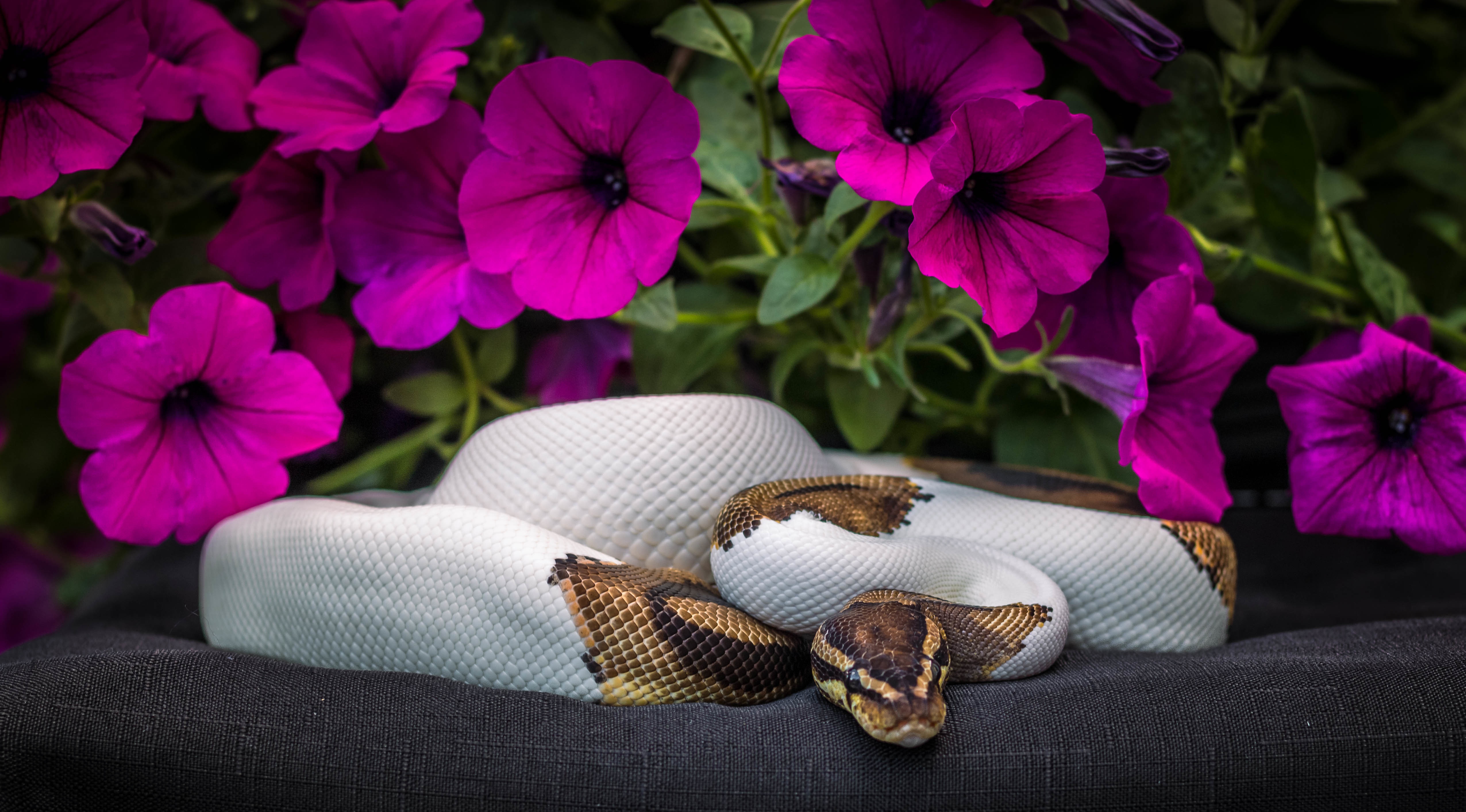 485265 завантажити картинку тварина, python, квітка, петунія, змія, рептилії - шпалери і заставки безкоштовно