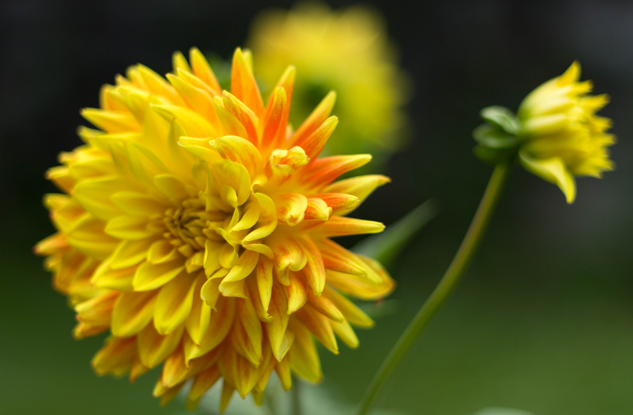 Laden Sie das Blumen, Dahlien, Erde/natur-Bild kostenlos auf Ihren PC-Desktop herunter