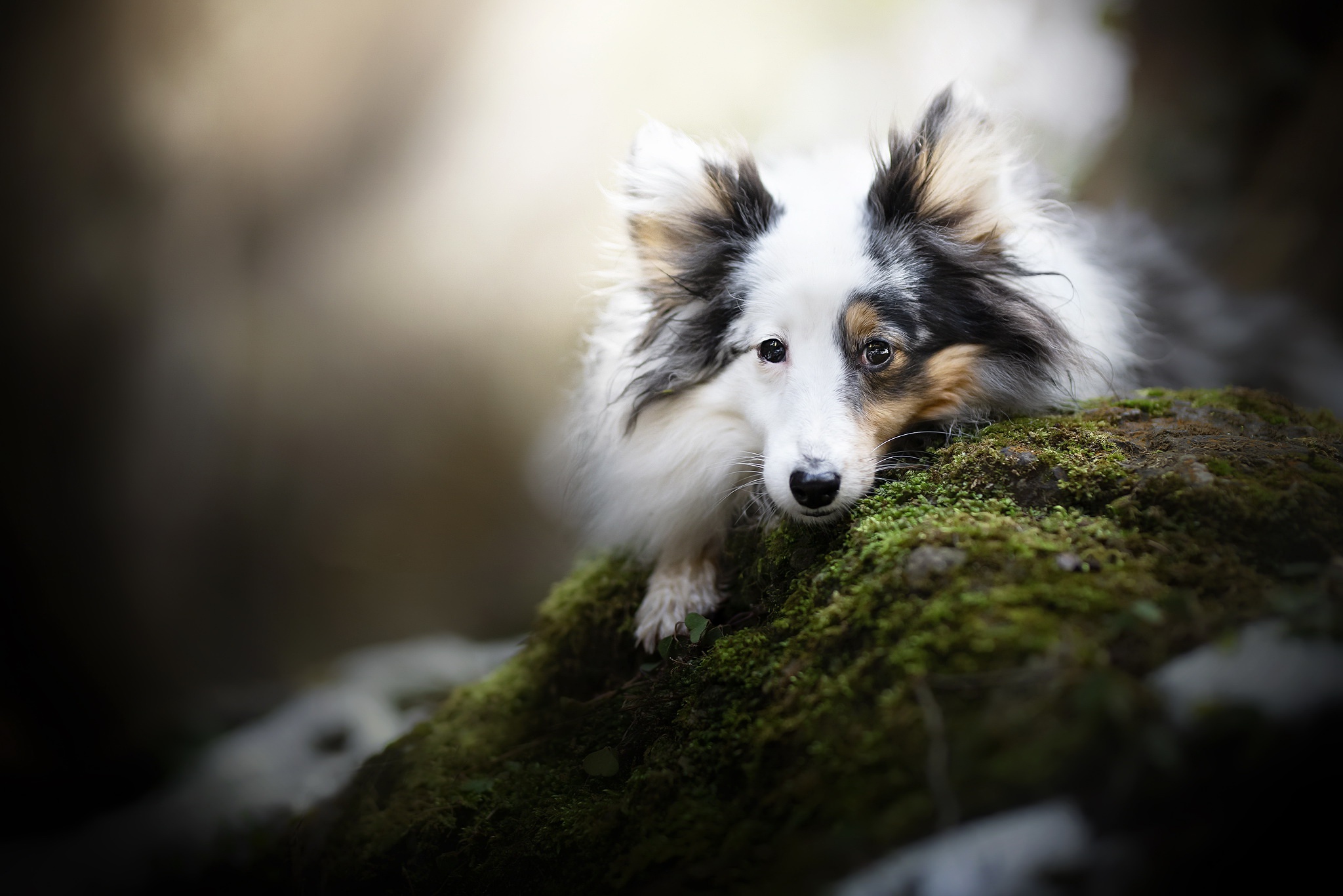 Handy-Wallpaper Tiere, Hunde, Hund, Tiefenschärfe kostenlos herunterladen.