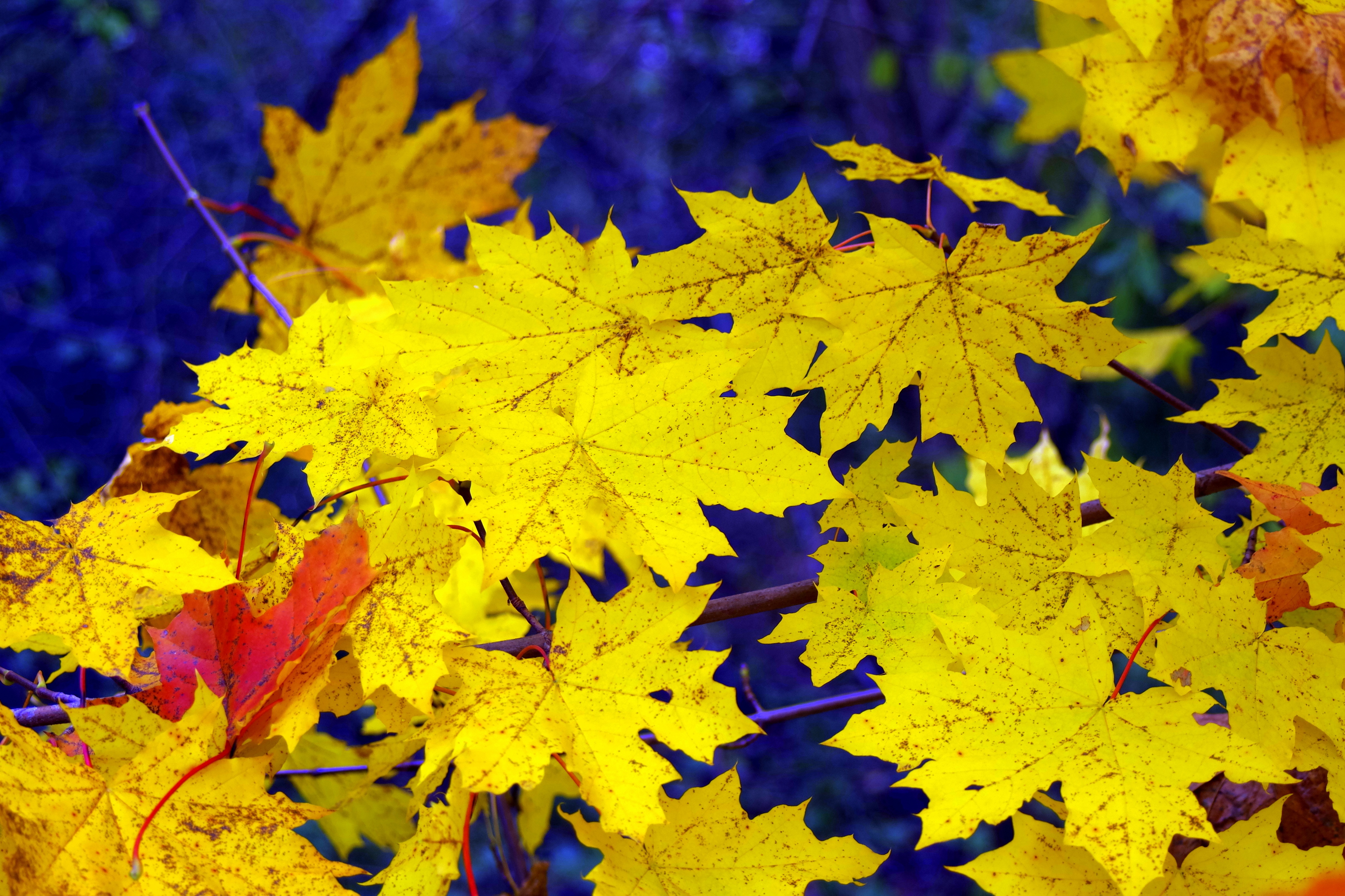 157454 завантажити шпалери осінь, жовтий, листя, природа, клен, полеглий, опале - заставки і картинки безкоштовно