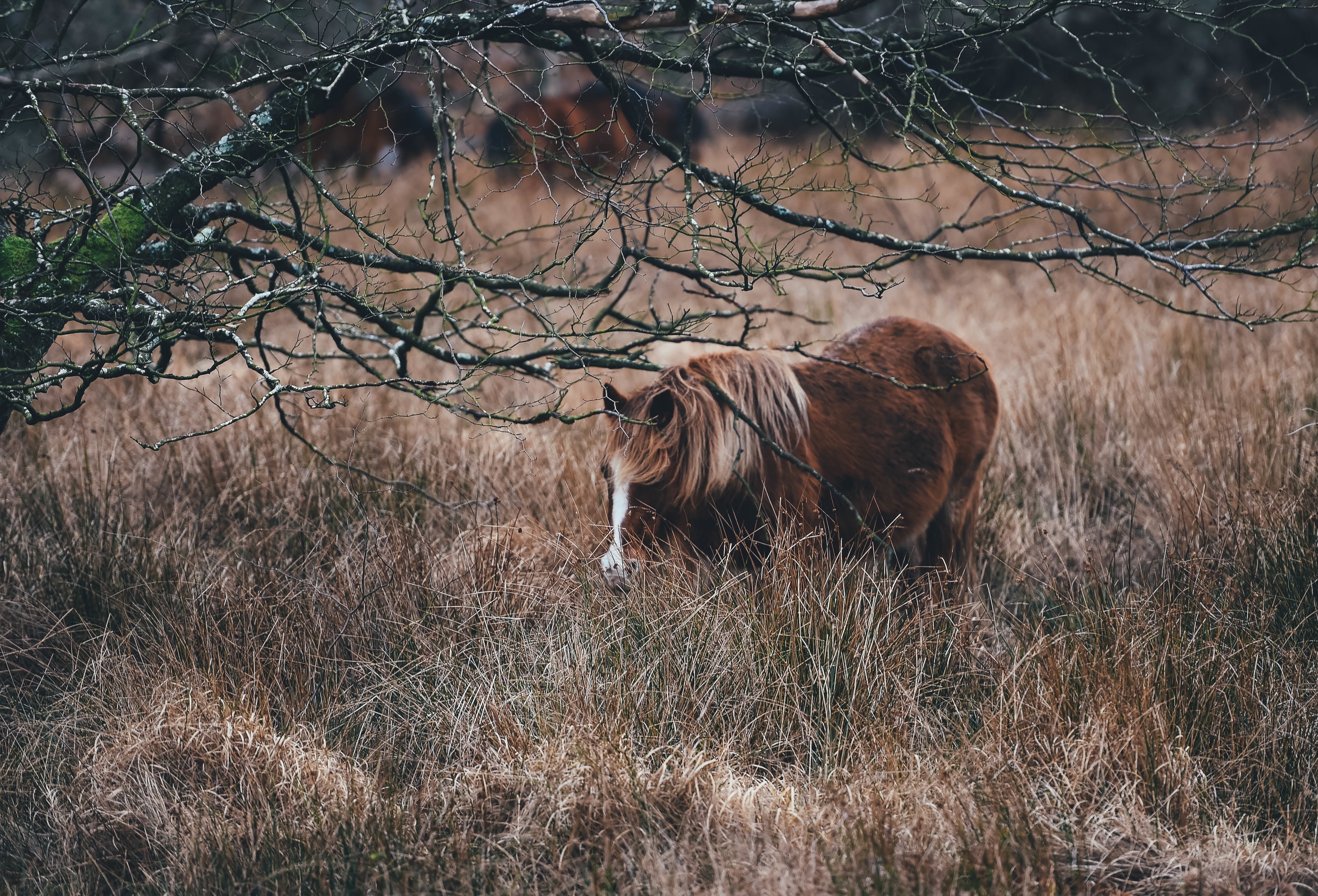 Laden Sie das Grass, Pferd, Pony, Weide, Tiere-Bild kostenlos auf Ihren PC-Desktop herunter
