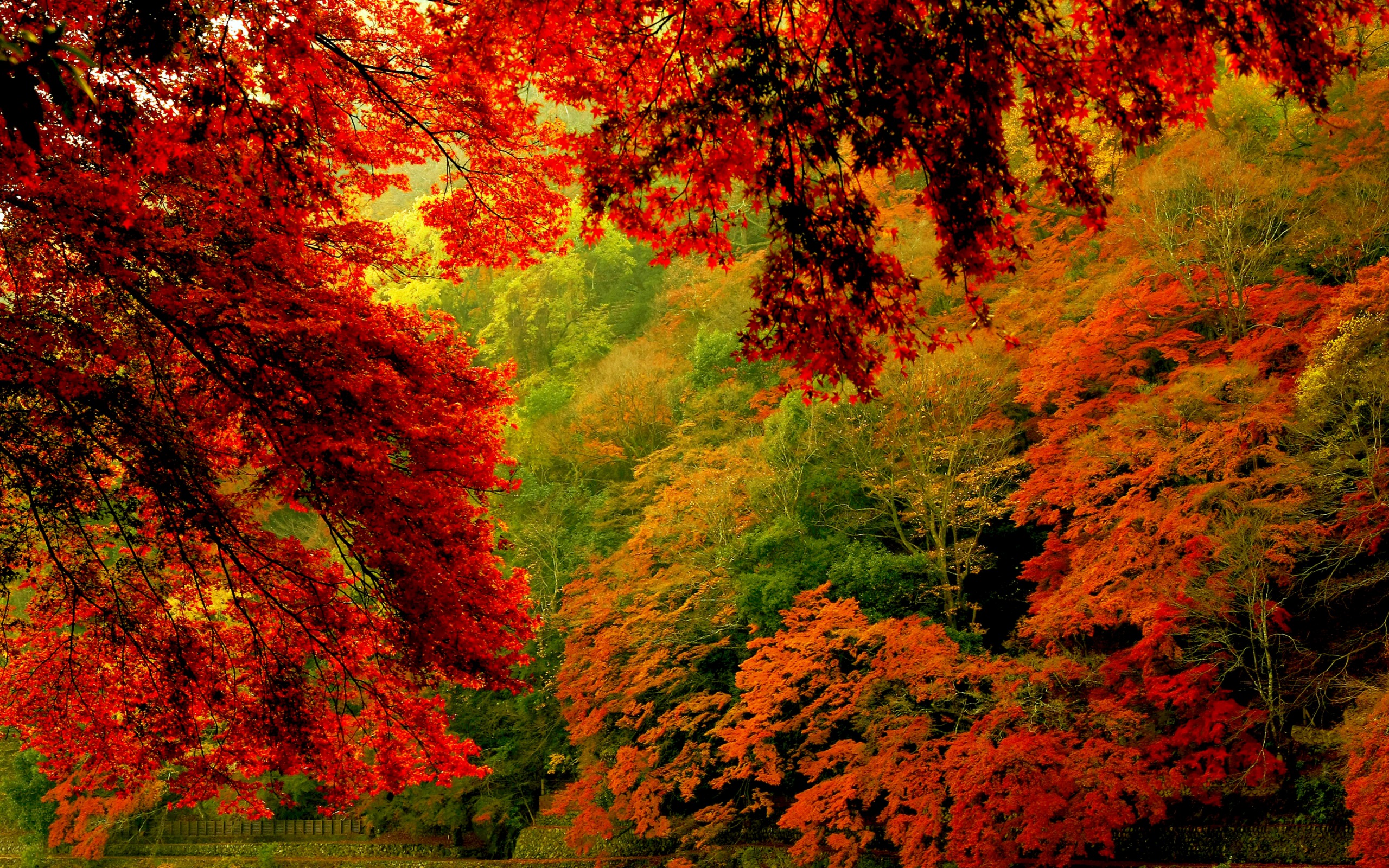 Скачать обои бесплатно Красный, Дерево, Цвета, Падать, Земля/природа, Оранжевый Цвет) картинка на рабочий стол ПК